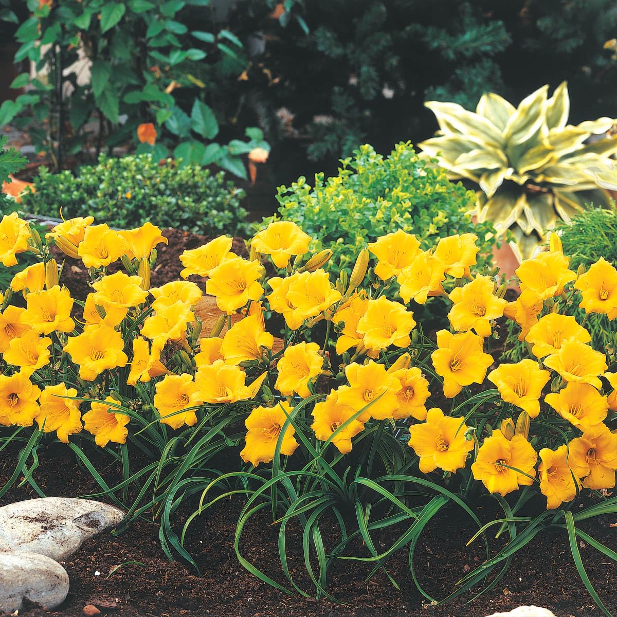 Direct Gardening Stella De Oro Reblooming Daylily Dormant Bare Root Yellow Flowering Starter Plant