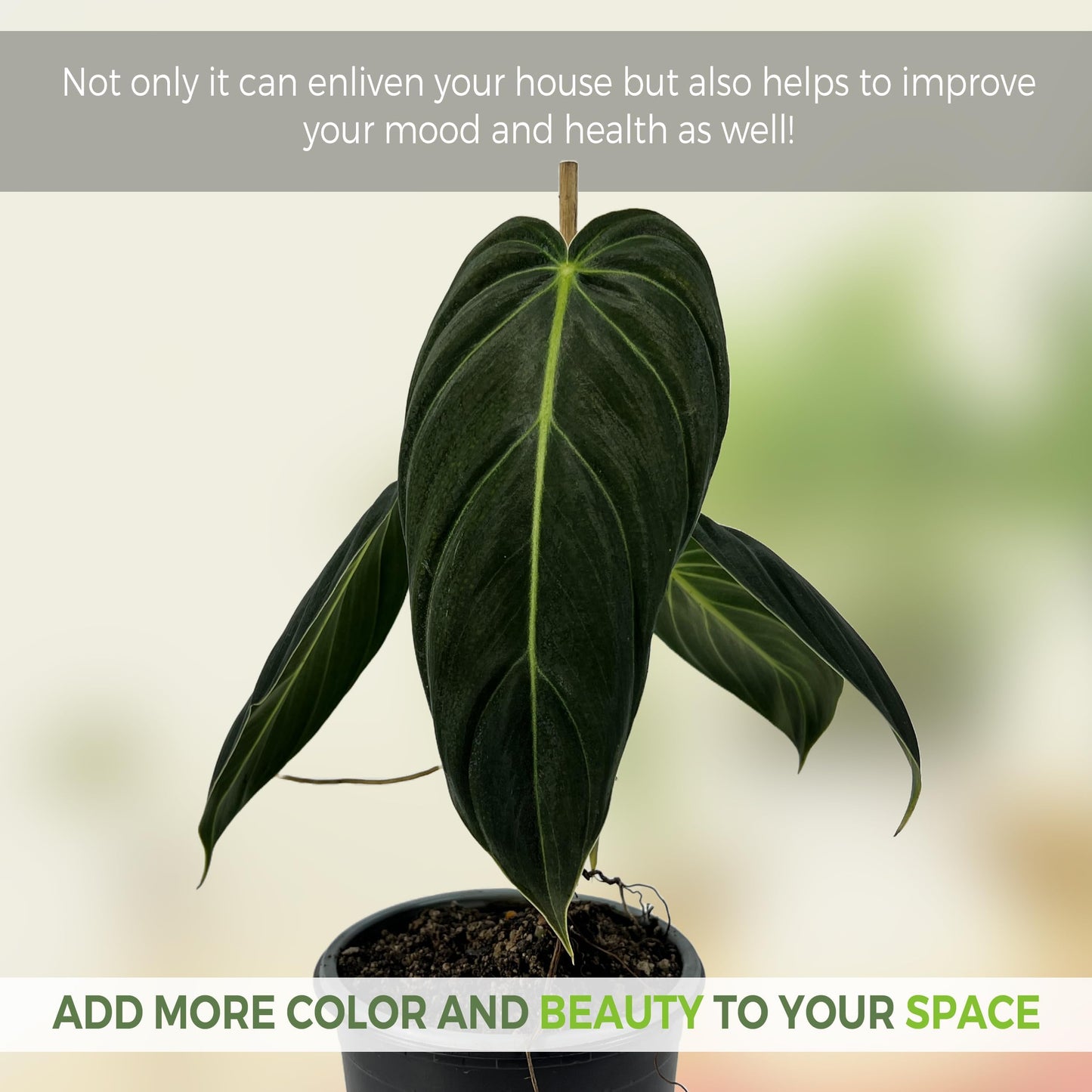 LEAL PLANTS ECUADOR Philodendron Melanochrysum|Exotic Indoor Houseplant for Living Room | Live Philodendron Plant |Beautiful Dark Melanochrysum for Home Decor