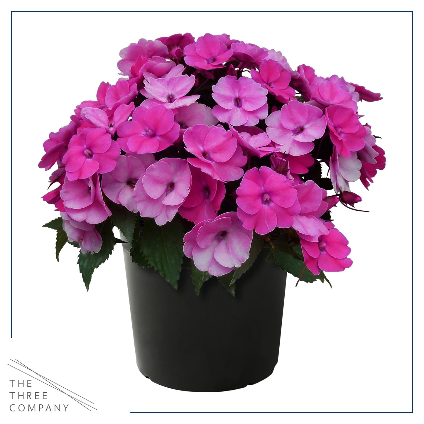 Live Flowering Sunpatiens - Purple (2 Plants Per Pack), Beautiful Annual Summer Color, 10" Tall by 6" Wide in 1 Quart Pot
