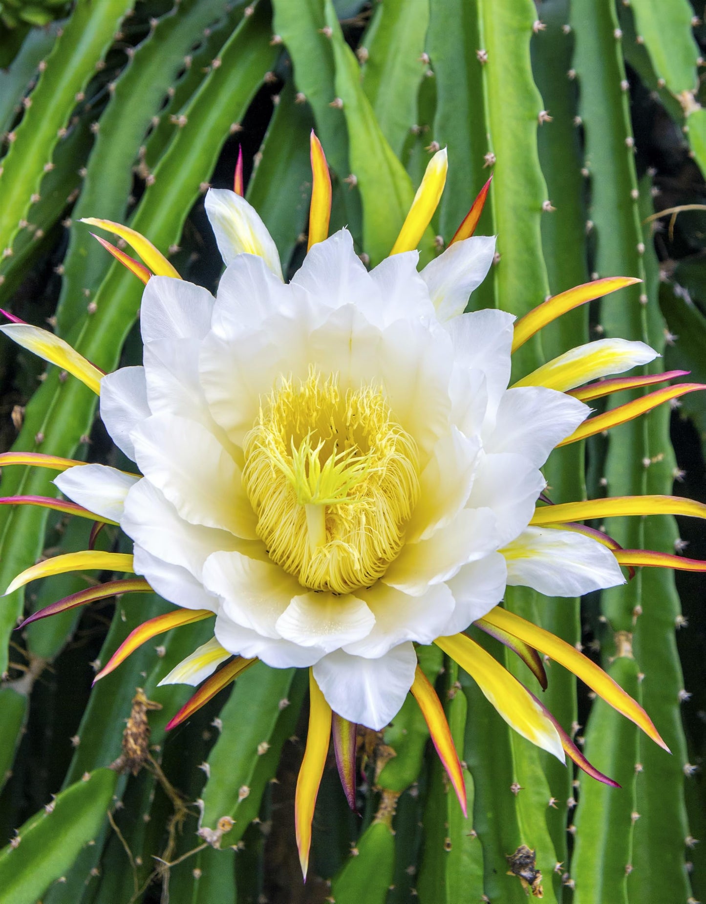20 * Seeds * Yellow Dragon Fruit (Pitaya/Pitahaya/Strawberry Pear) Hylocereus Megalanthus Cactus White Flower