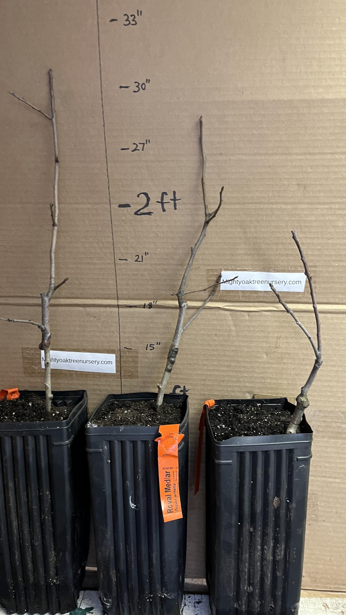 8-12" Tall Royal Medlar Tree, Mespilus Germanica, grafted Plant