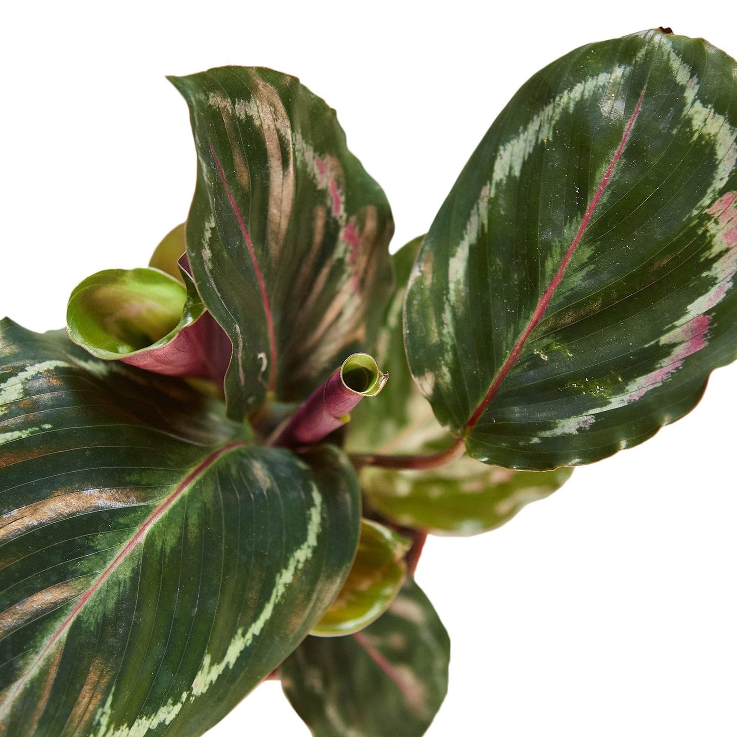 Calathea Roseopicta 'Medallion' | Live Plant for Indoor & Outdoor | for Living Room, Office, Bathroom | (4" Pot, White Cylinder)