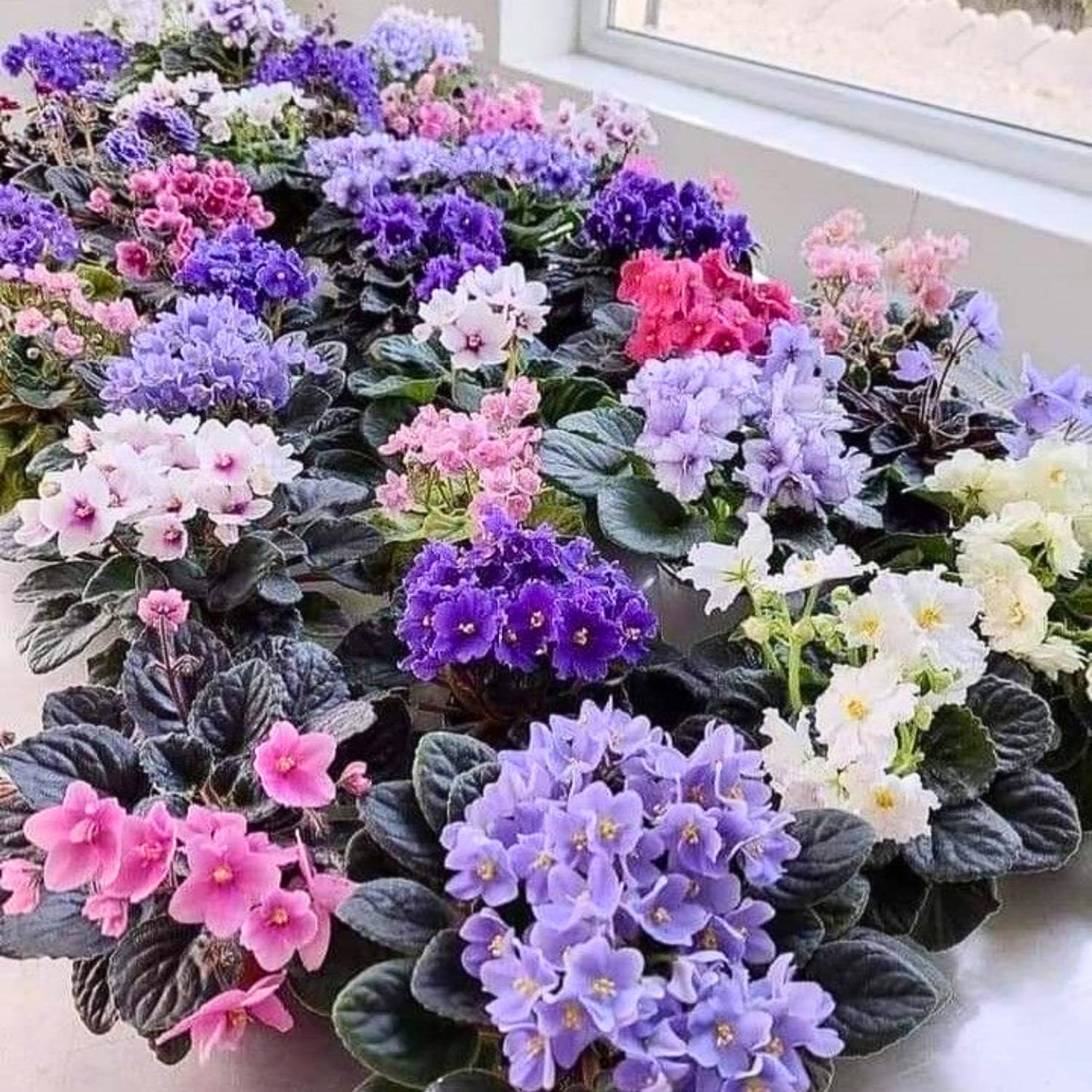 African Violet Plant, Live African Violet Flowers in 4'' Pot, Low-Maintenance Indoor Flowering Plant with Vibrant Blooms (Mix Blooms)