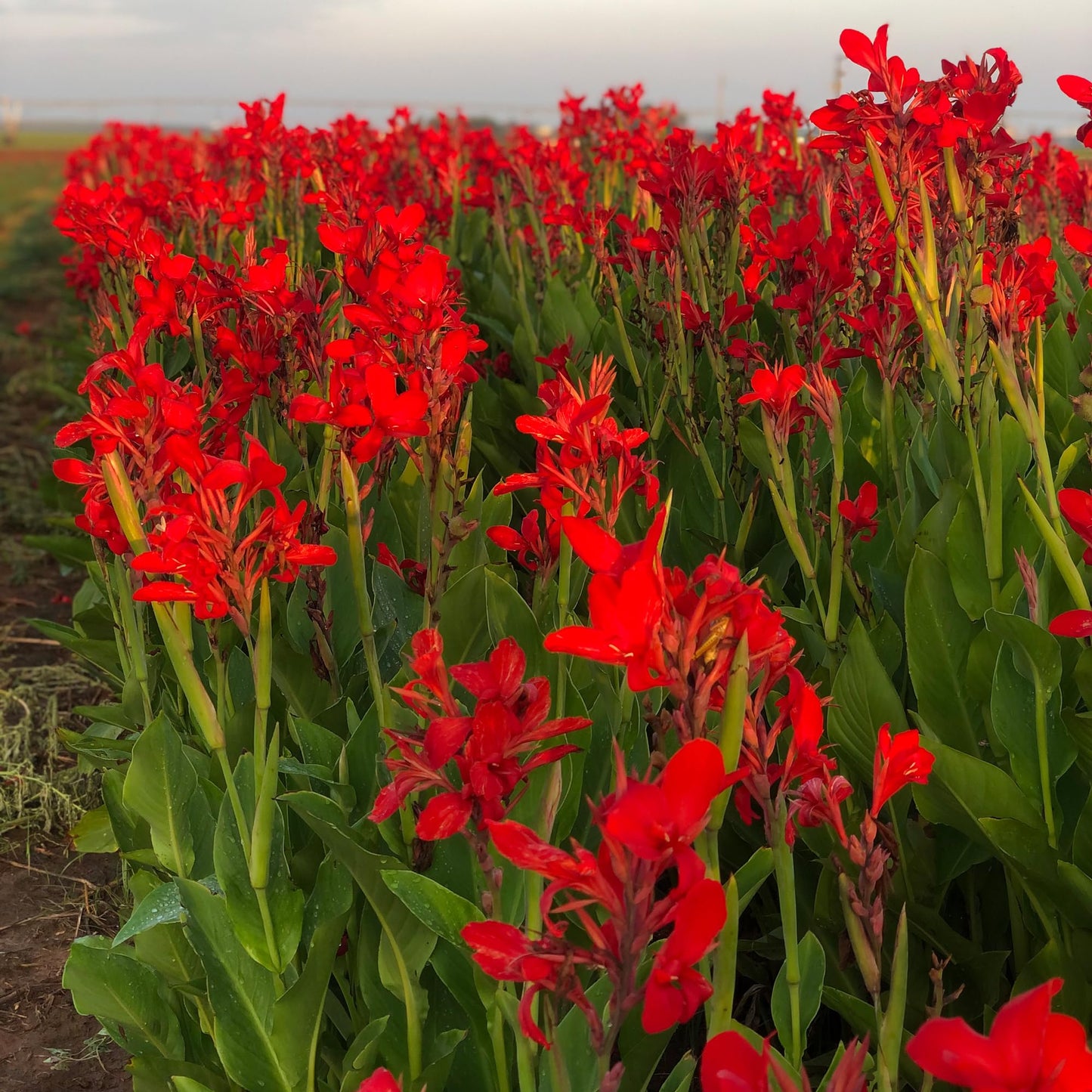 Kreta Canna Lily Flower Bulb – Vivid Red Island Series Blooms, Hummingbird Garden, Clean Green Foliage, Zones 3–9, 4–5 Ft Tall, Summer Rhizome, 1 Bulb