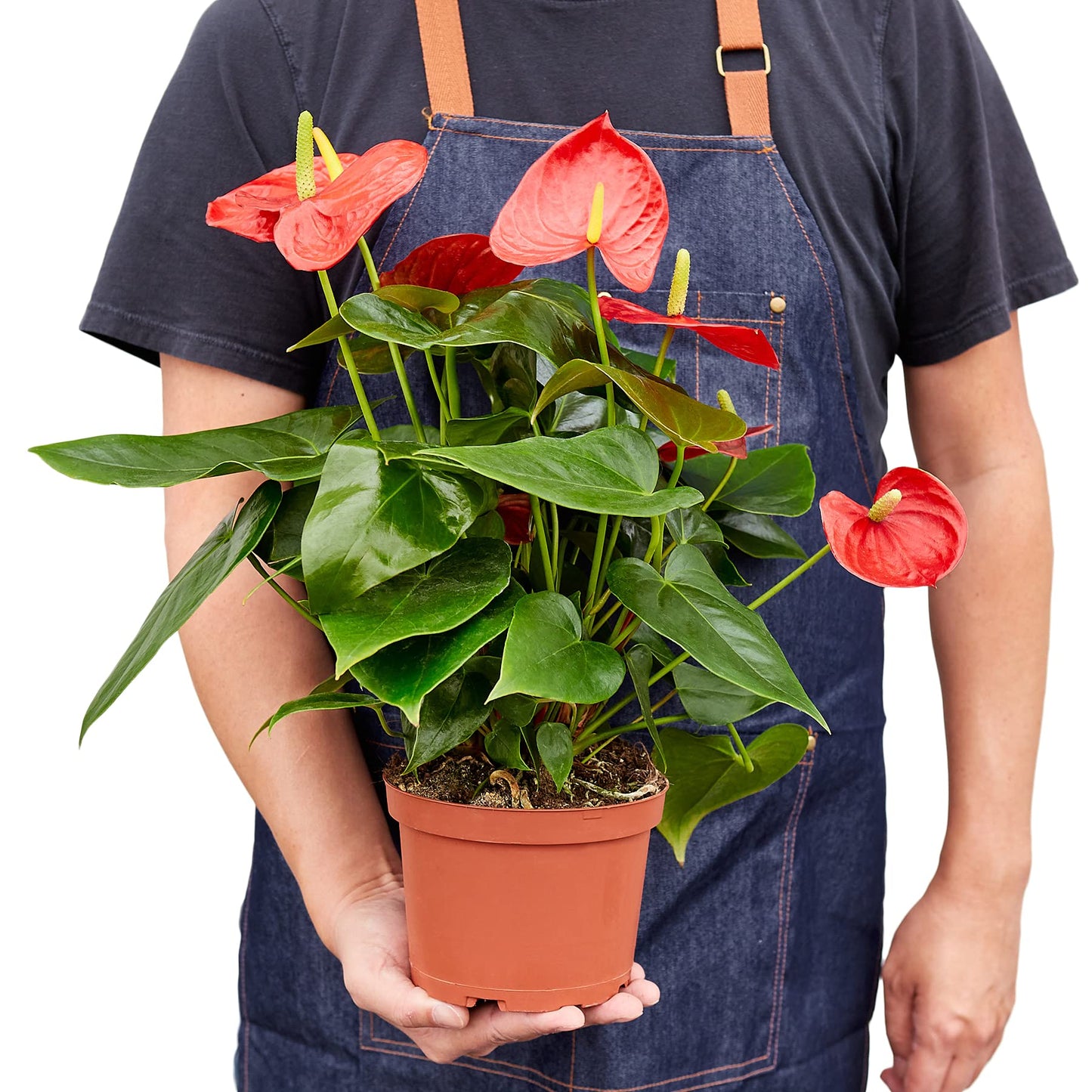 House Plant Shop | Anthurium 'Red' - 6" Pot | Live Indoor Plant | Easy to Care | Natural Décor Plant | Great Gifts| Free Care Guide