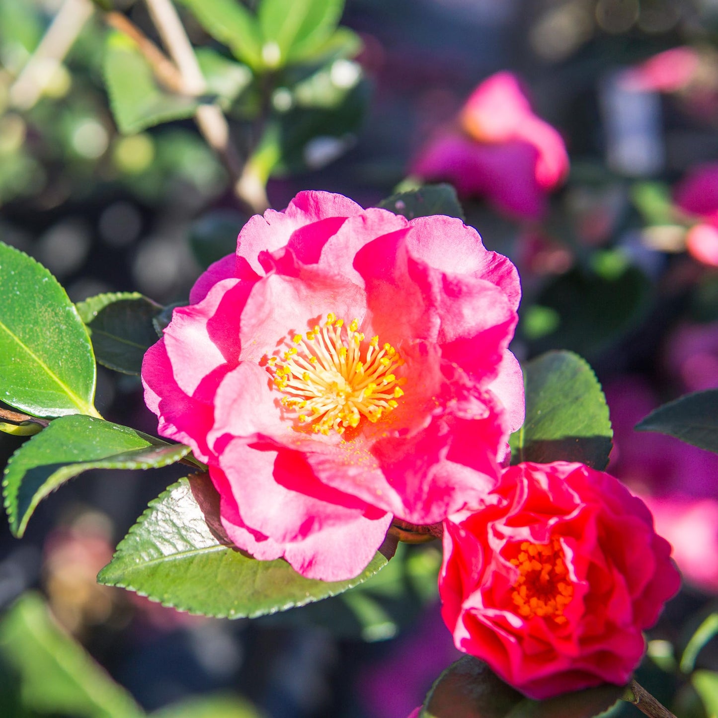 PERFECT PLANTS Shi Shi Camellia Shrub 1 Gal. Pot | Camellia sasanqua 'Shishi Gashira' | Pink Flowering Plant | Small Outdoor Tree | Spring Blooming Flowers