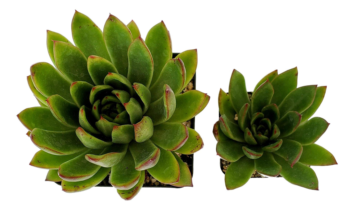 Echeveria Agavoides - Striking Lipstick Succulent with Red Edges - Drought-Tolerant and Low Maintenance Indoor/Outdoor Plant