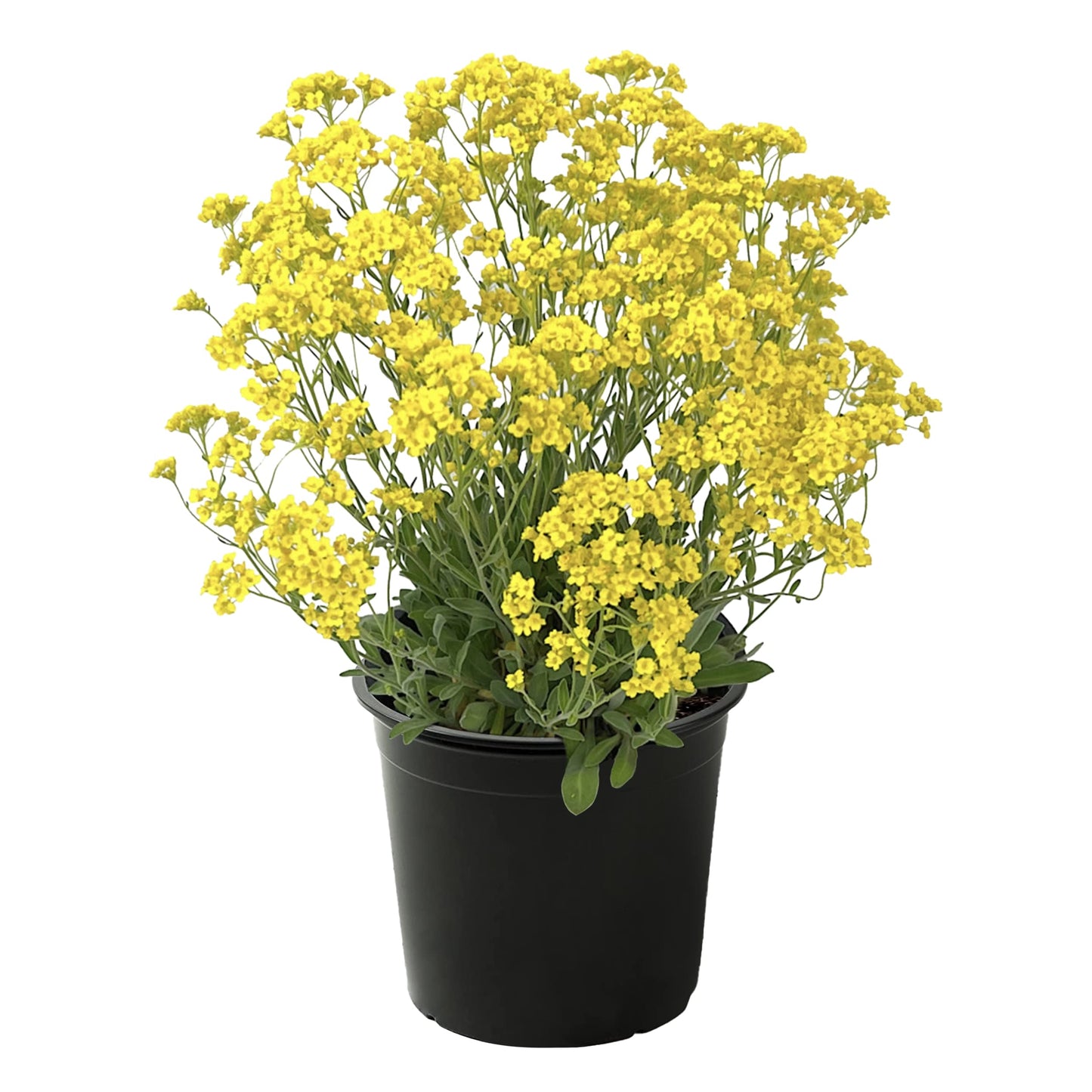Live Flowering Alyssum - Yellow - Beautiful Mounding Perennial - 12" Tall by 6" Wide in 2.5 Qt Pot