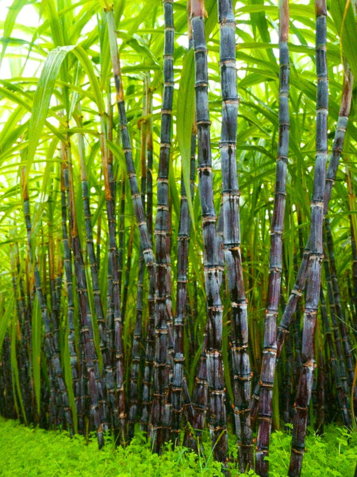 20 Black Purple Sugar Cane Plants Live Cuttings, 1-3 Nodes Ready to Plant, Outdoor Growing Sweet, Fresh Sugar Cane, Fast-Growing