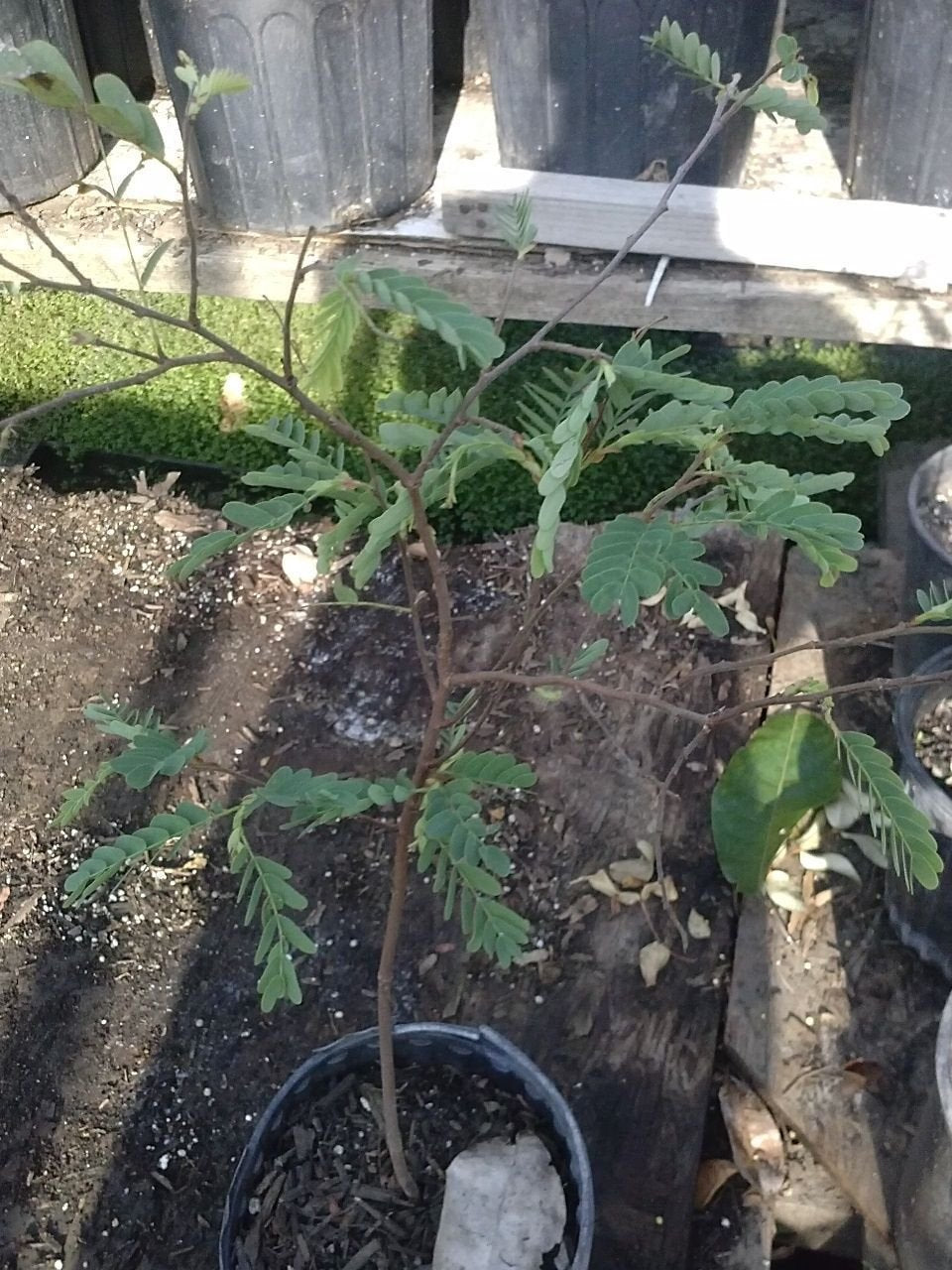 9EzTropical - Tamarind Trees - 1 Plants - 2 to 3 Feet Tall - Ship in 1 Gal Pot