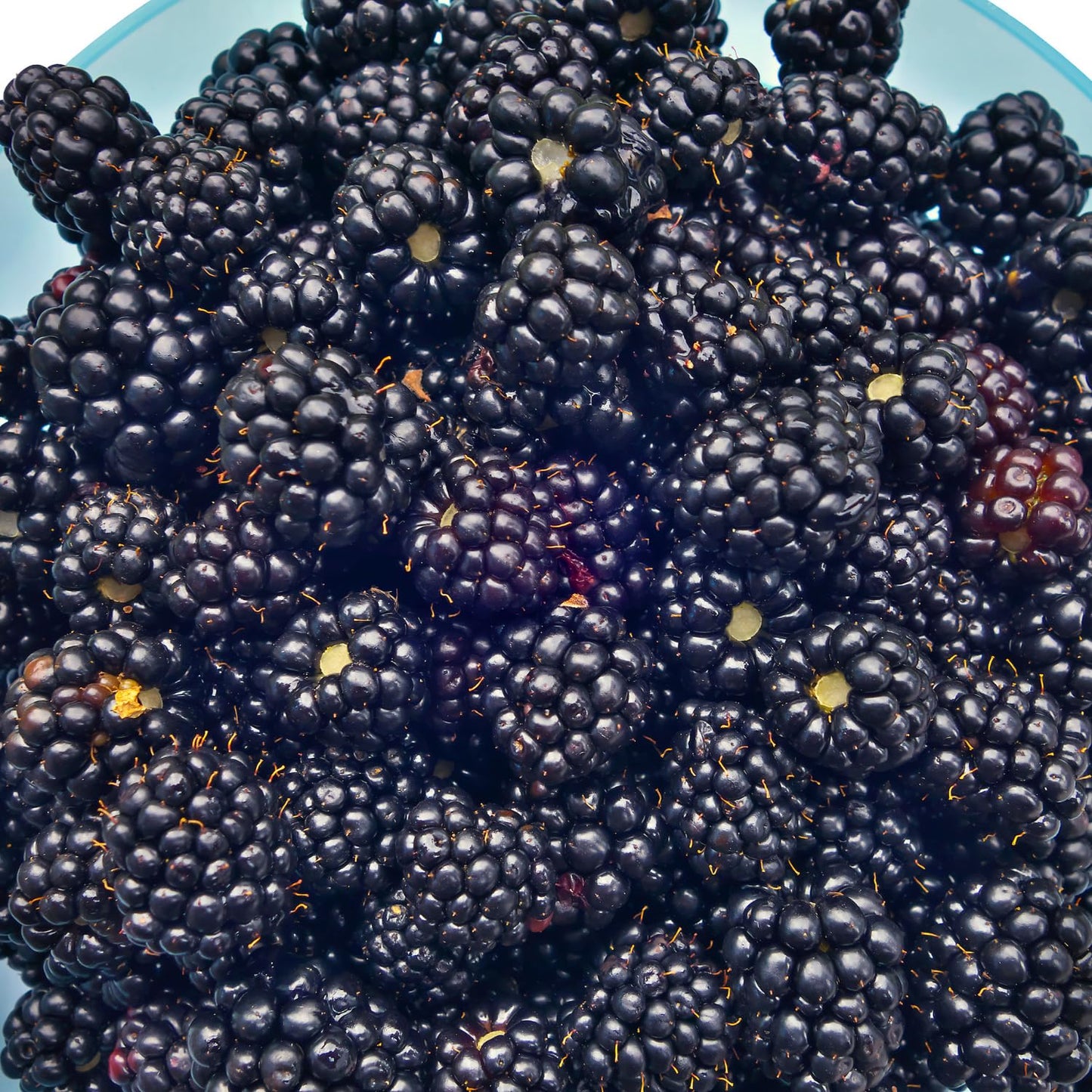 Combo 3 Sweet Boysenberry Plants Live for Planting, Fruit Bearing Vine for Home Growing, 4–6" Tall Starter Plants for Outdoor Gardens