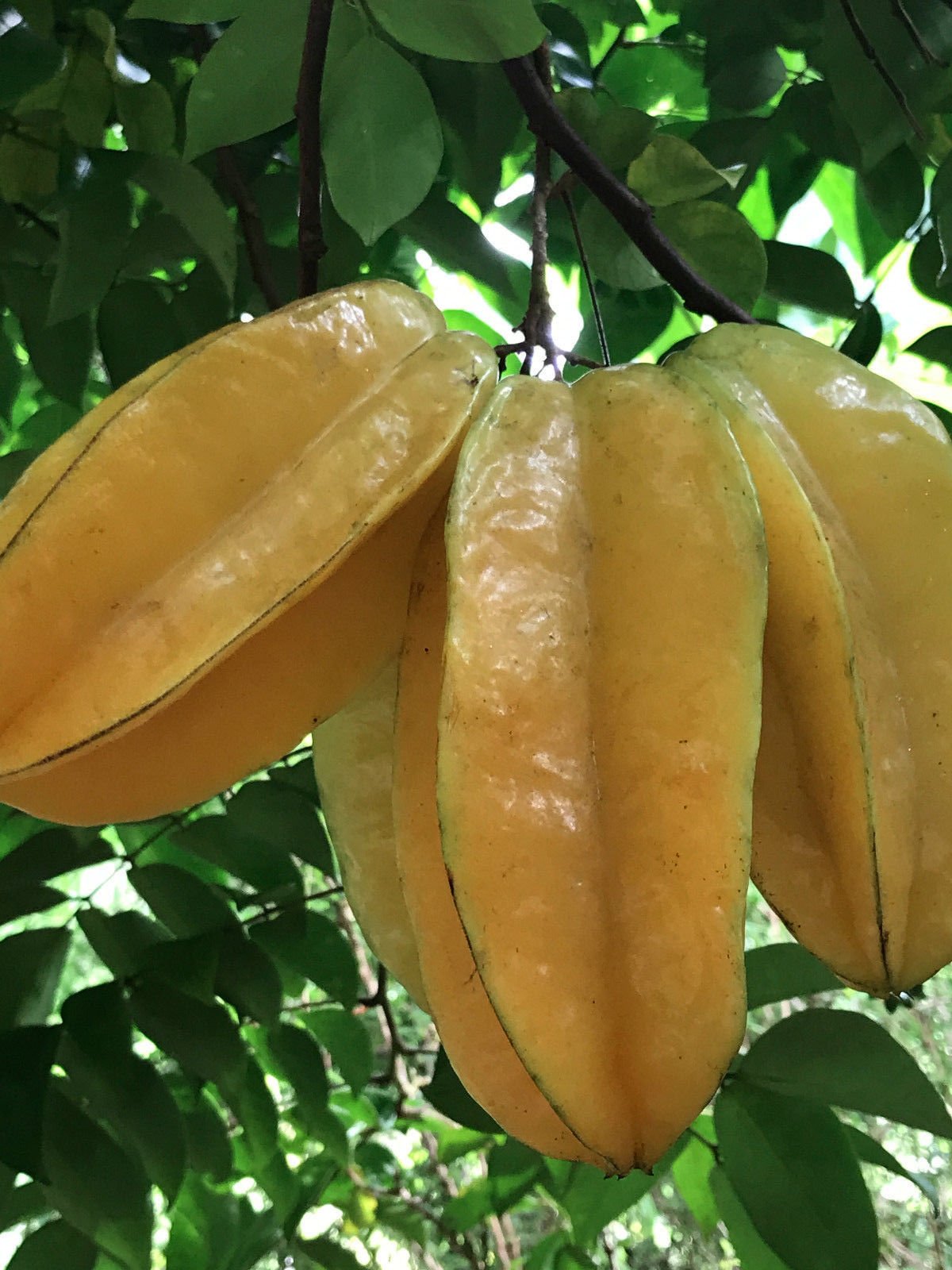 Star Fruit Averrhoa Carambola Bell Seedling Potted Starfruit Plant Tree