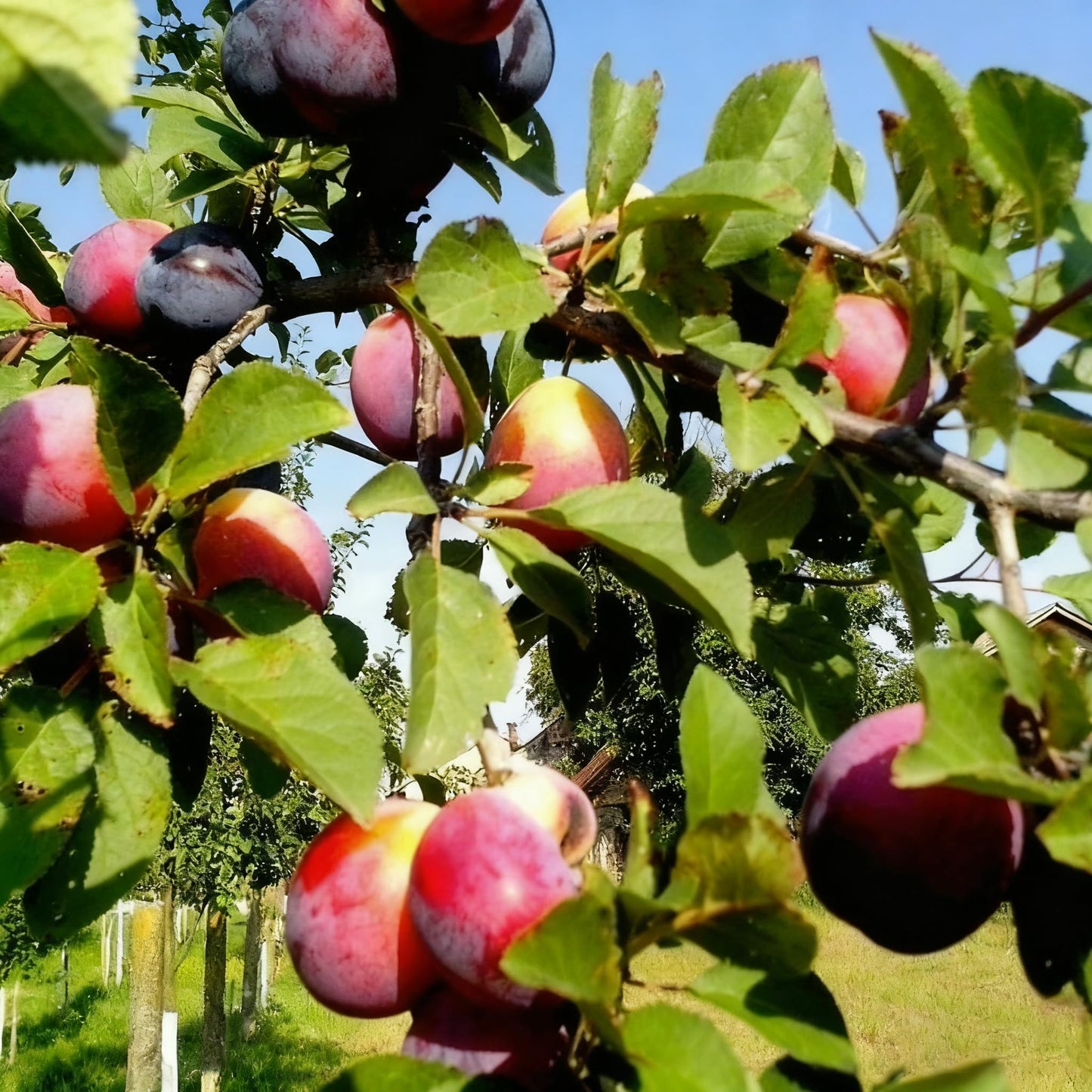 10 Prunus Domestica Seeds for Planting, Perennial Plum Fruit Tree Seed, Non-GMO Fruit Tree Seeds for Home Garden, Potted Decoration