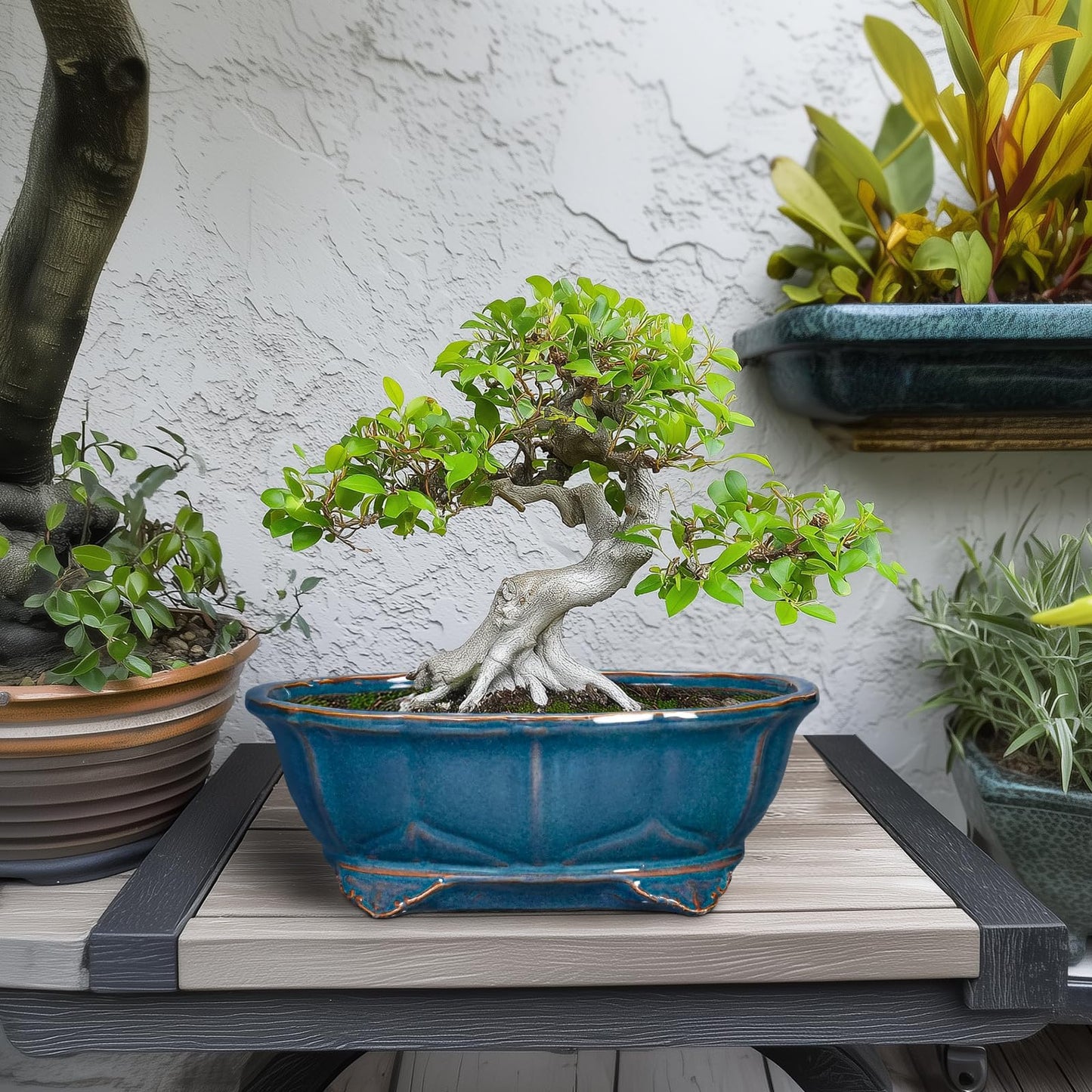Teagas Bonsai Tree Pot - 11 Inch Ceramic Succulent Pots, Bonsai Planter for Indoor Outdoor, Decorative Plant Pot with Drainage Hole, Oval Flower Pot, Home Garden Decor, Garden Gifts, Retro Blue