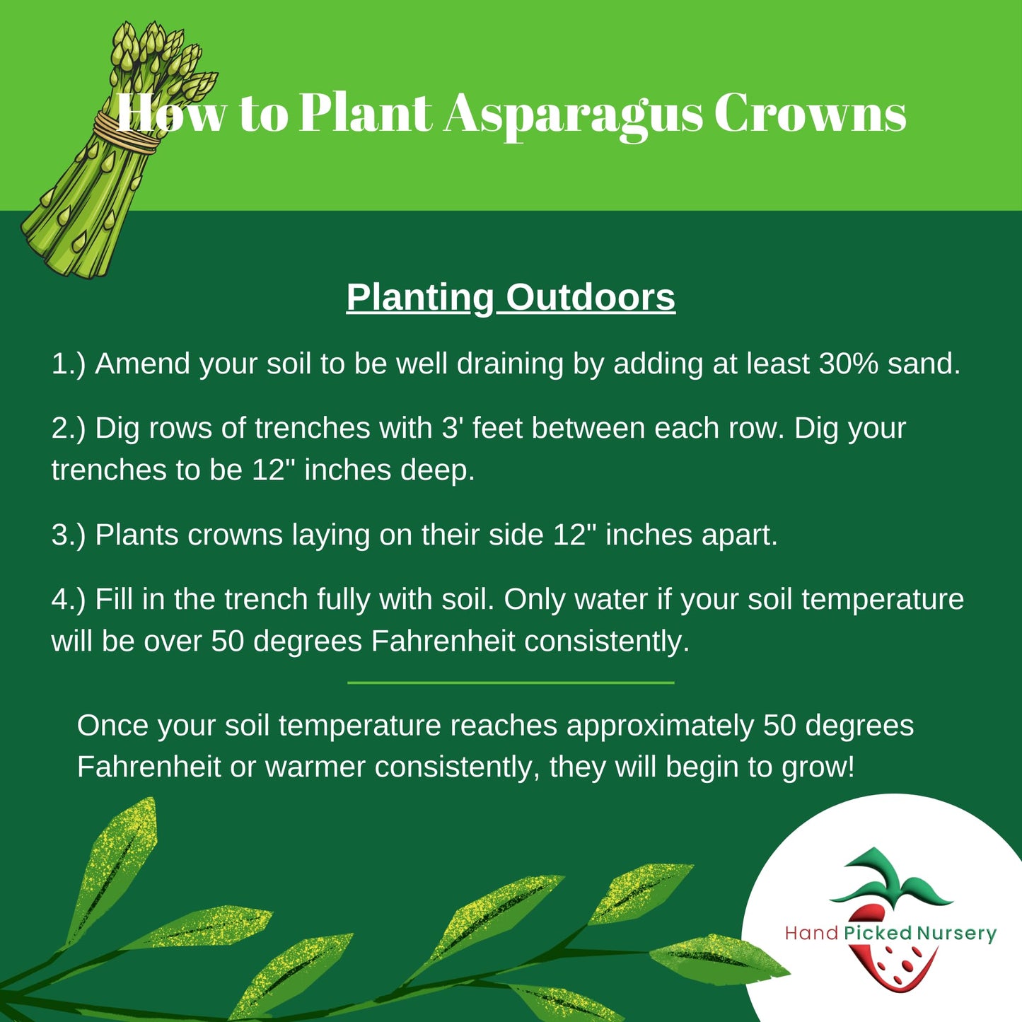 Jersey Knight Asparagus Roots - Hardy and High Yielding, 2yr Bare Root Asparagus Crowns from Hand Picked Nursery (25)