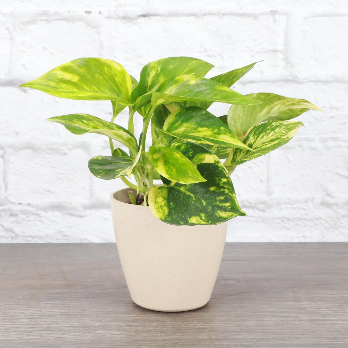 Thorsen's Greenhouse Golden Pothos, Live Indoor Vining Plant, Easy to Grow, Variegated Houseplant, Natural Air Purifier (Natural, 4-inch Pot)