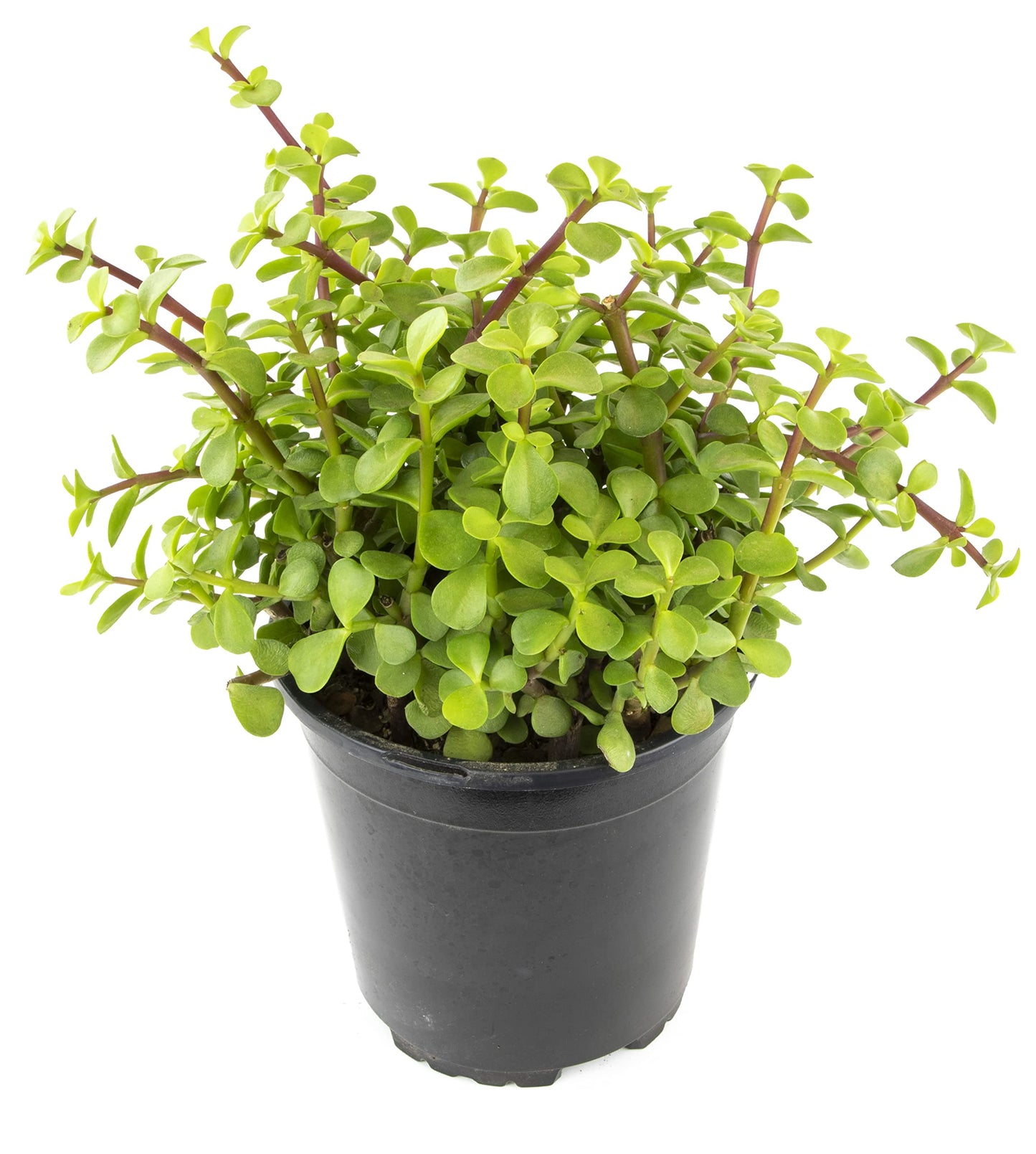 Succulents Plants Live Indoor Plants, Portulacaria Afra Live Houseplants, Live Succulents Live Plants Indoor Succulent Plants, Indoor Plant Real Succulents Plants House Plants by Plants for Pets