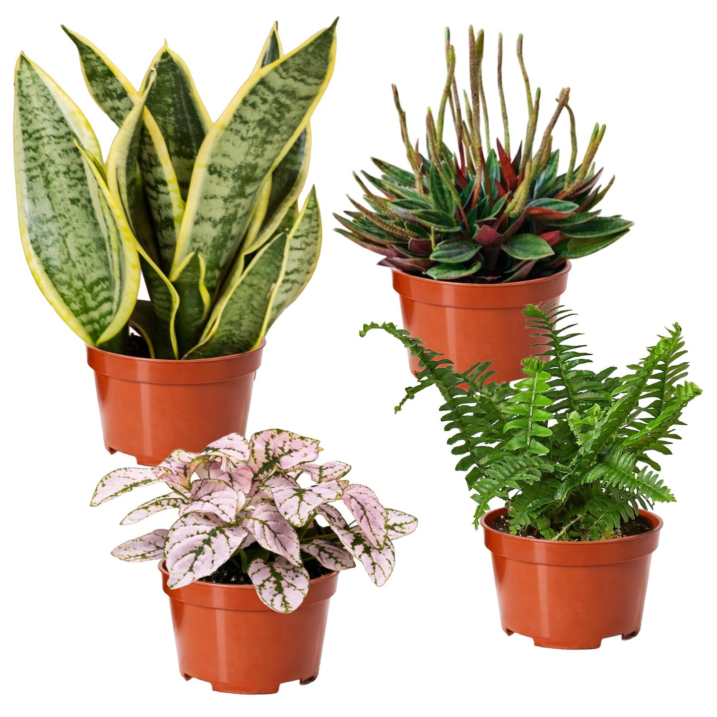 Easy to Grow Houseplants Mix Pack of 2 Full Size Potted Plants - Established & Rooted in 4" Quart Pots, Growers Assorted Mix of Air-Purifying Large Plants (Not Starter Plugs)