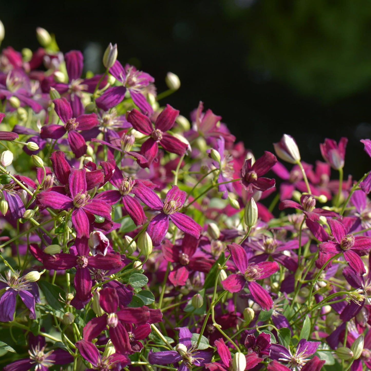 Proven Winners 'Sweet Summer Love' Clematis Live Plant, 4.5" Qt, 4 Pack