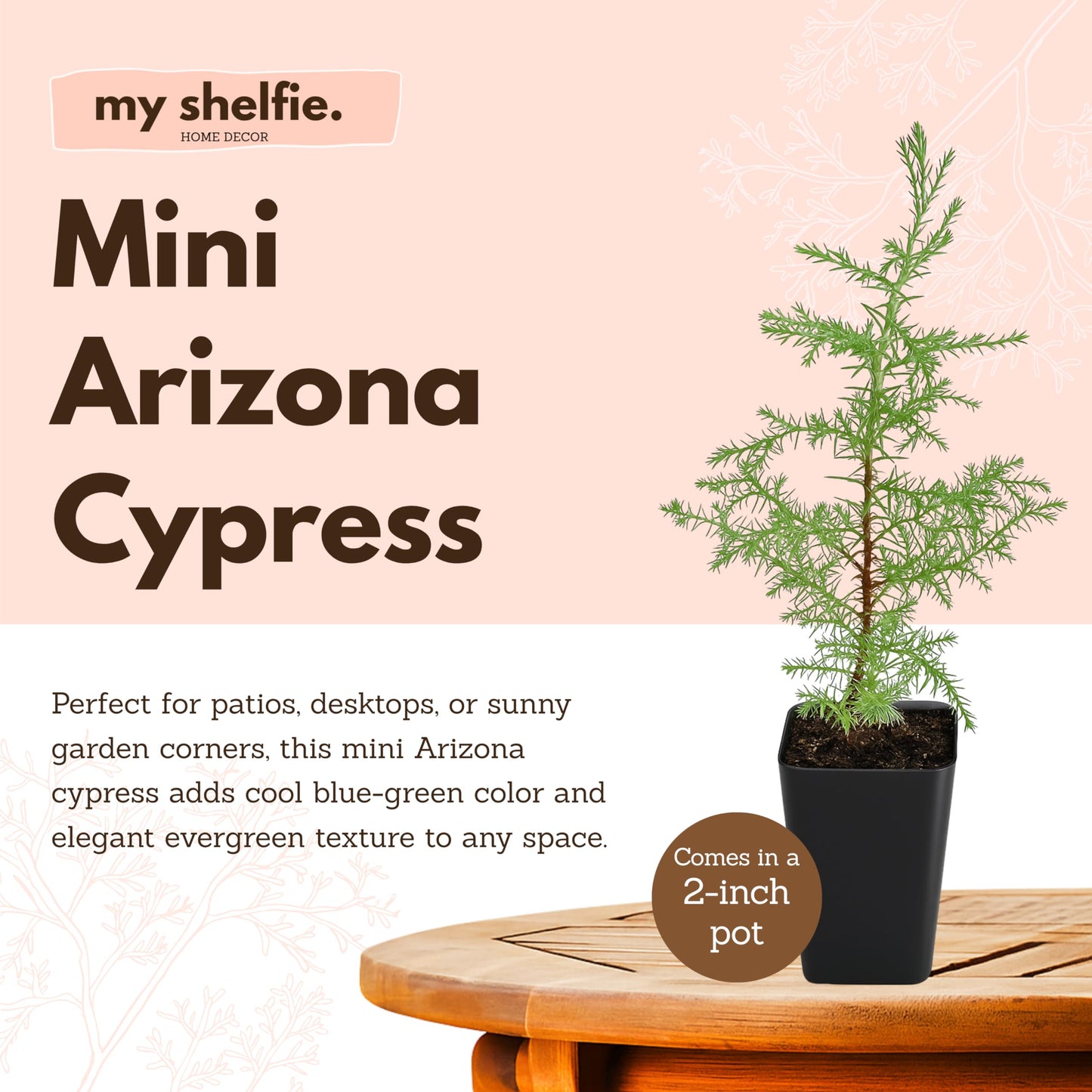 My Shelfie – Arizona Cypress Bonsai Starter Tree (Cupressus arizonica), Live Evergreen Plant for Indoor or Outdoor Bonsai Forest Garden, Home & Living Room Décor (1)