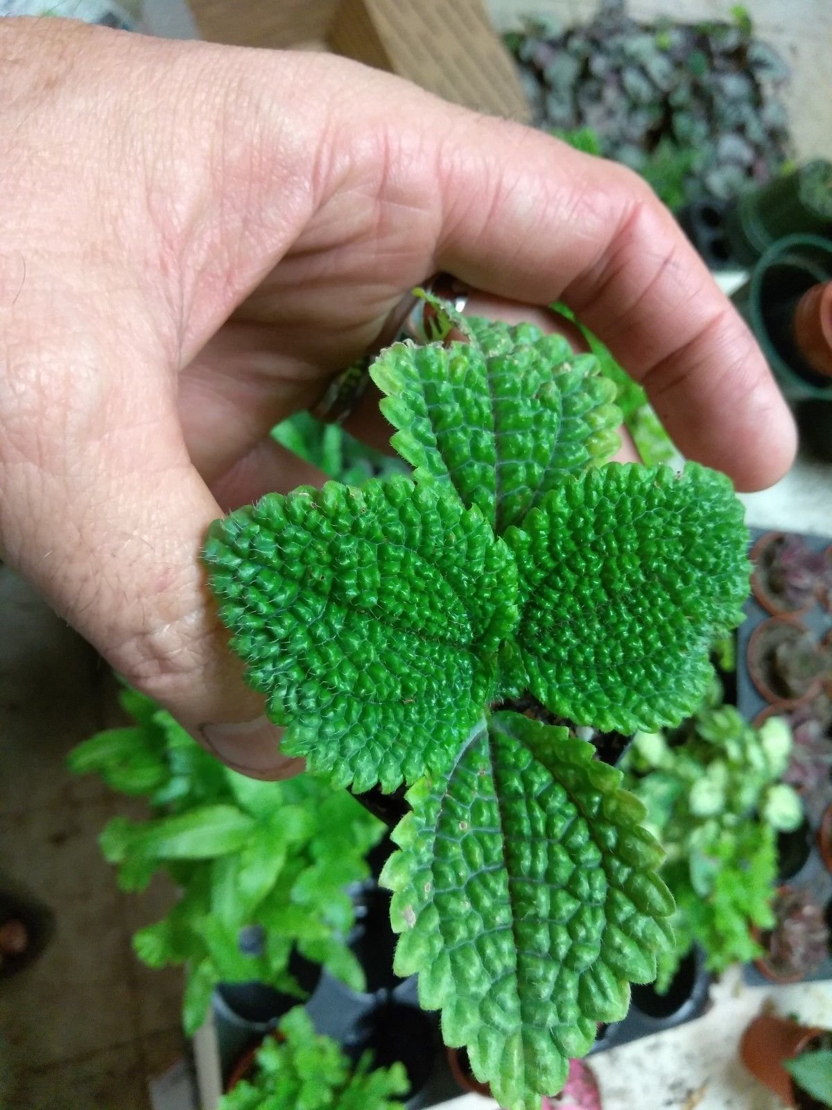 PILEA - FRIENDSHIP PLANT - MOON VALLEY - 2 PLANTS - 3" pots