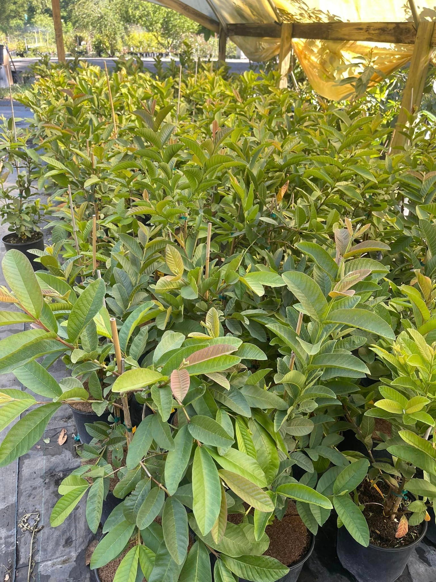 No CA, Live Kilo Guava Tree Plant Well-Rooted in Gallon Pot, 2-3 Feet Fruiting Airlayered Guava Grafted Fruits Plant for Planting