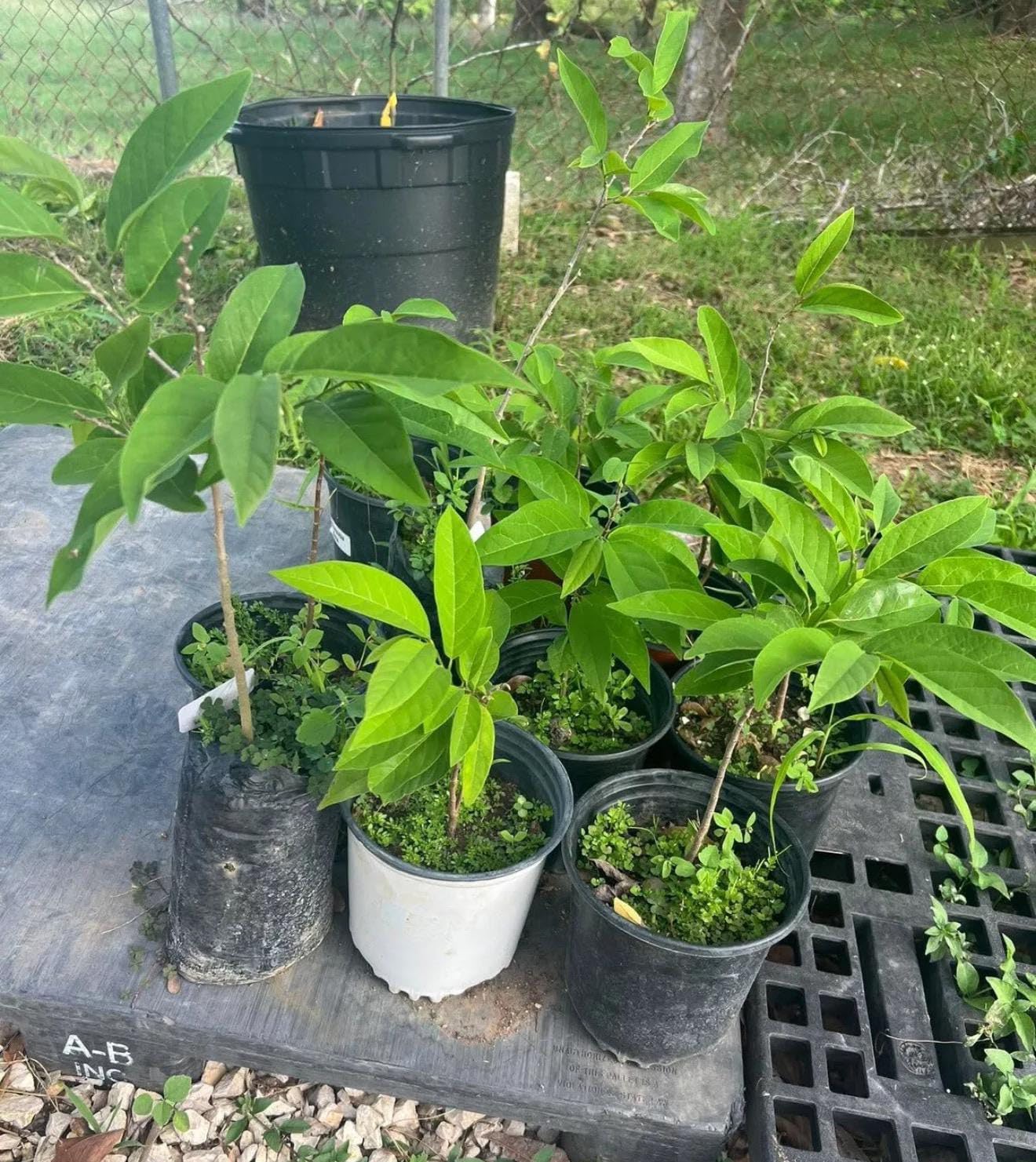Red Sugar Apple(Annona Squamosa) Red Anon Tropical Live Fruit Tree(10in to 24in) Plant
