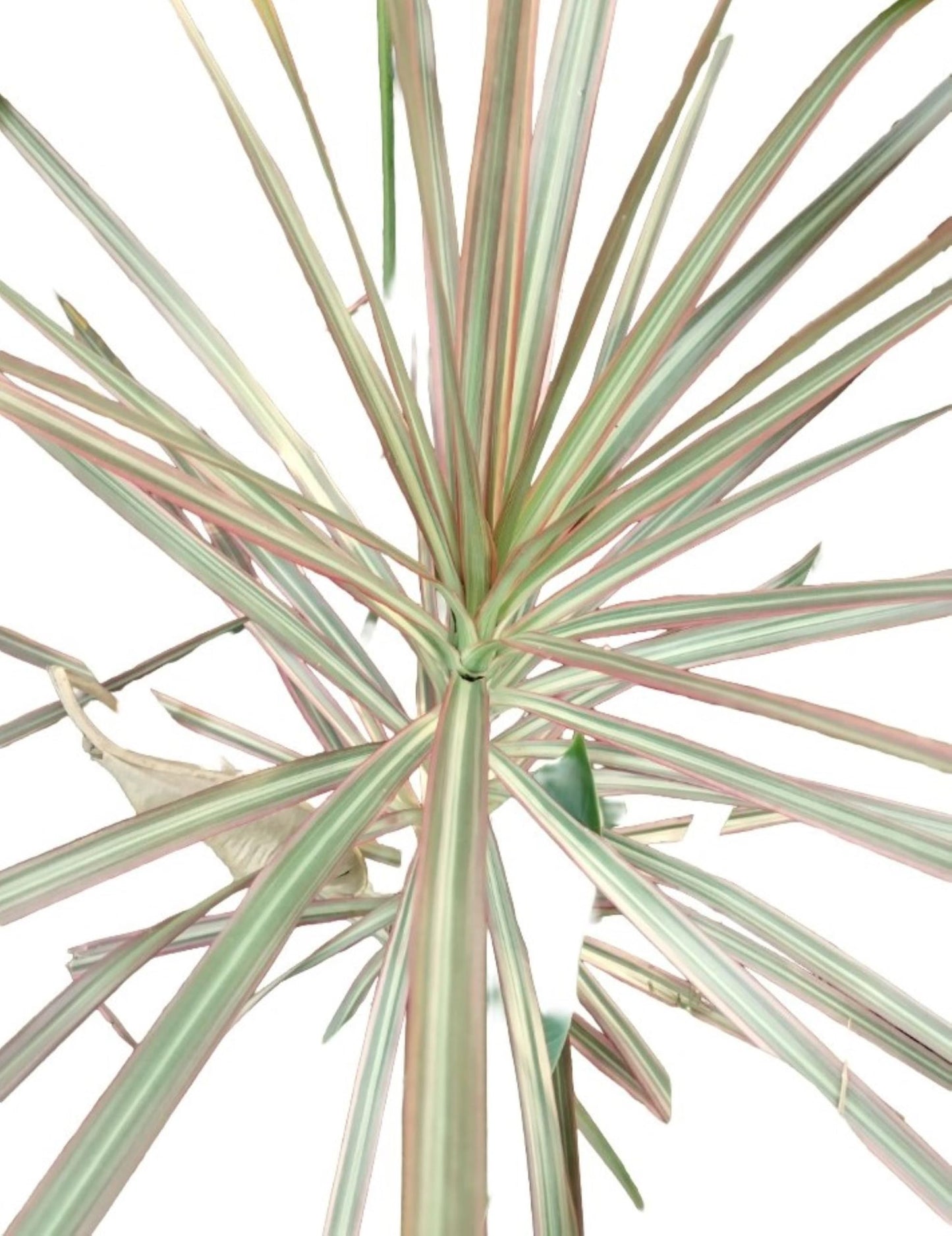 Gar-Zen Botanical Designs Tropical Houseplant Dracaena Marginata Silver tri Color 12-inch Dragon Tree Office or Home Plant.