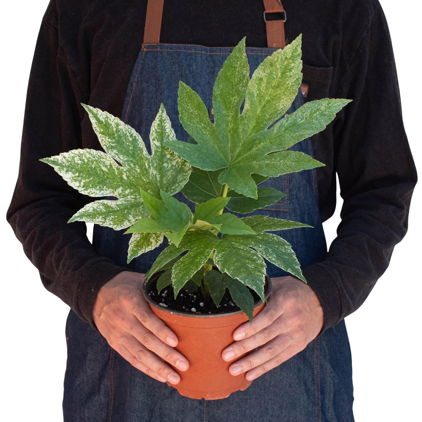 Fatsia Spider's Web | Live Plant for Indoor & Outdoor | for Living Room, Office, Bathroom | (6" Pot)