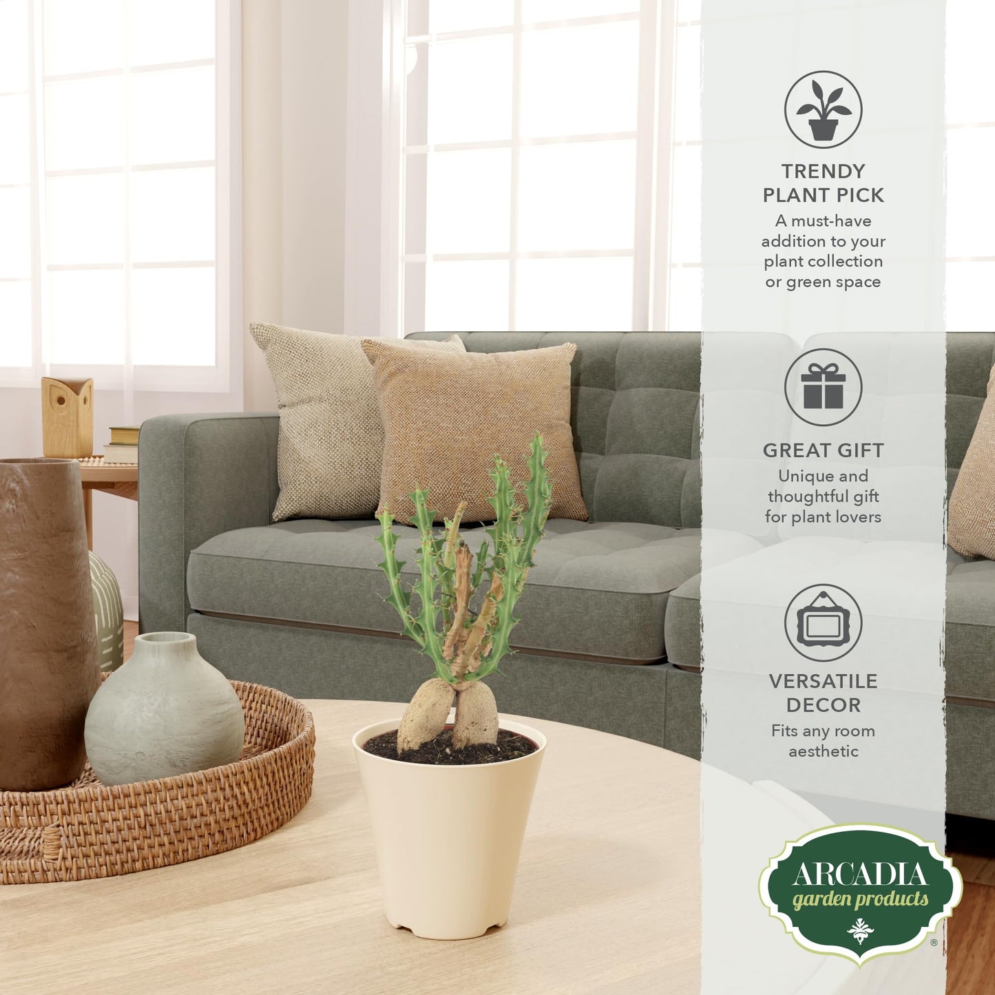Arcadia Garden Products Live Euphorbia Knuthii Striped Green Spurge Succulent Indoor Houseplant in Plastic Pot, Tropical Plant Collector Gift for Home and Garden Decor, 4-inch, Beige