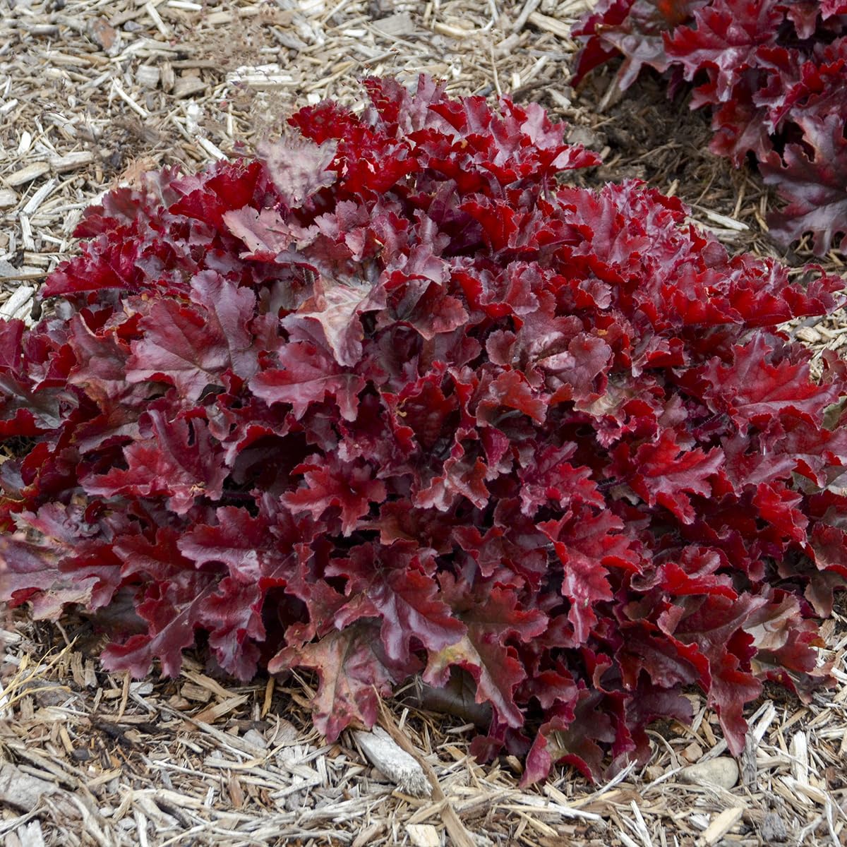 Live Plant Green Promise Farms - Proven Winners, Heuchera Dolce 'Cherry Truffles' Coral Bells, deep red Flowers - #1 Size Container - Does NOT Ship to AZ, CA, HI, ID, MT, NV, OR, PR, UT & WA!!