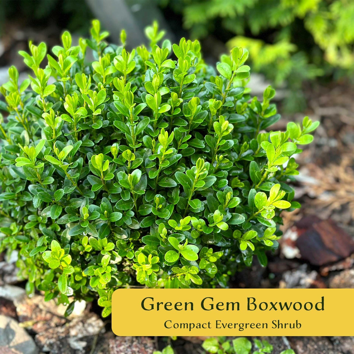 6 Green Gem Boxwood – Compact Rounded Evergreen Shrub for Low Hedges, Borders & Container Planting (Buxus sempervirens ‘Green Gem’) in 3.5″ Cubes, Live Plants