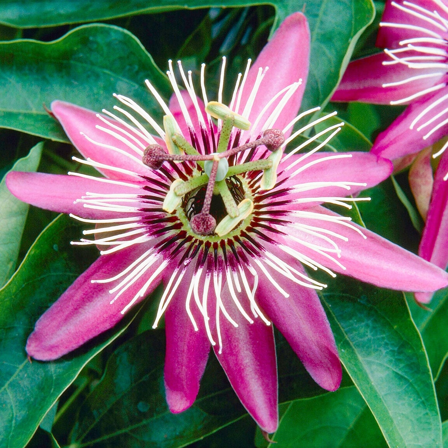 50+Perennial Passiflora Caerulea Passion Flower Seeds for Planting Outdoor-Edible Fruit Plant Attract Butterflies and Bees