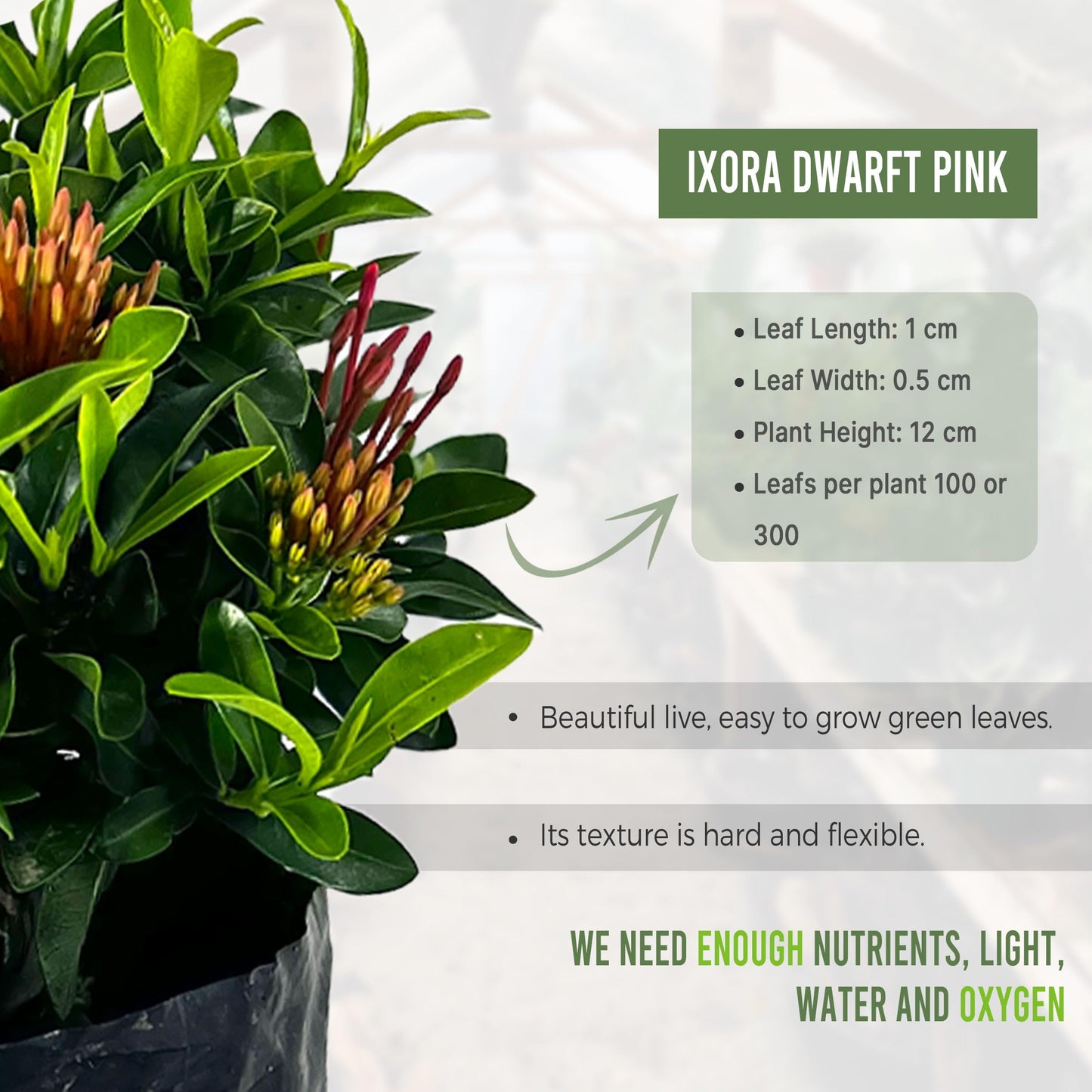 LEAL PLANTS ECUADOR Ixora Dwarf Pink (Pack of 2) | Vibrant Dwarf Pink Ixora Shrubs | Evergreen Indoor Plant |Low-Maintenance Natural Décor for Home & Garden | Live Tropical Plant | Flower Plants
