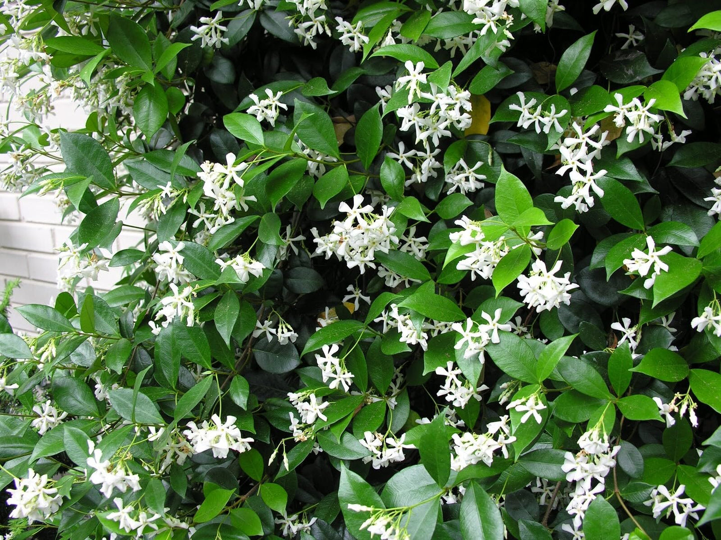 Live Plant - Confederate Star Jasmine Rooted Starter Plant Extremely Fragrant Vine