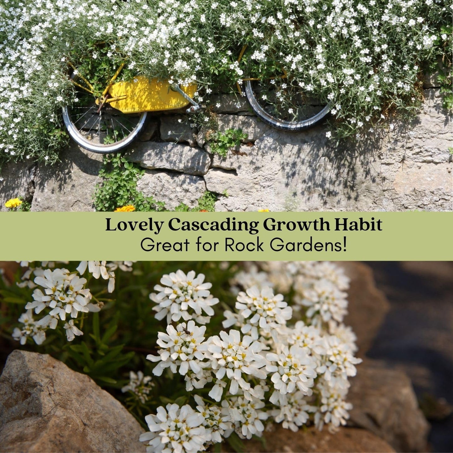 Clovers Garden Candytuft (Iberis) Plants - Two (2) Live Plants – Non-GMO - Not Seeds - Each 4" to 8" Tall – in 4" Inch Pots – Perennial, Pollinator Favorite, Great for Edging & Rock Gardens