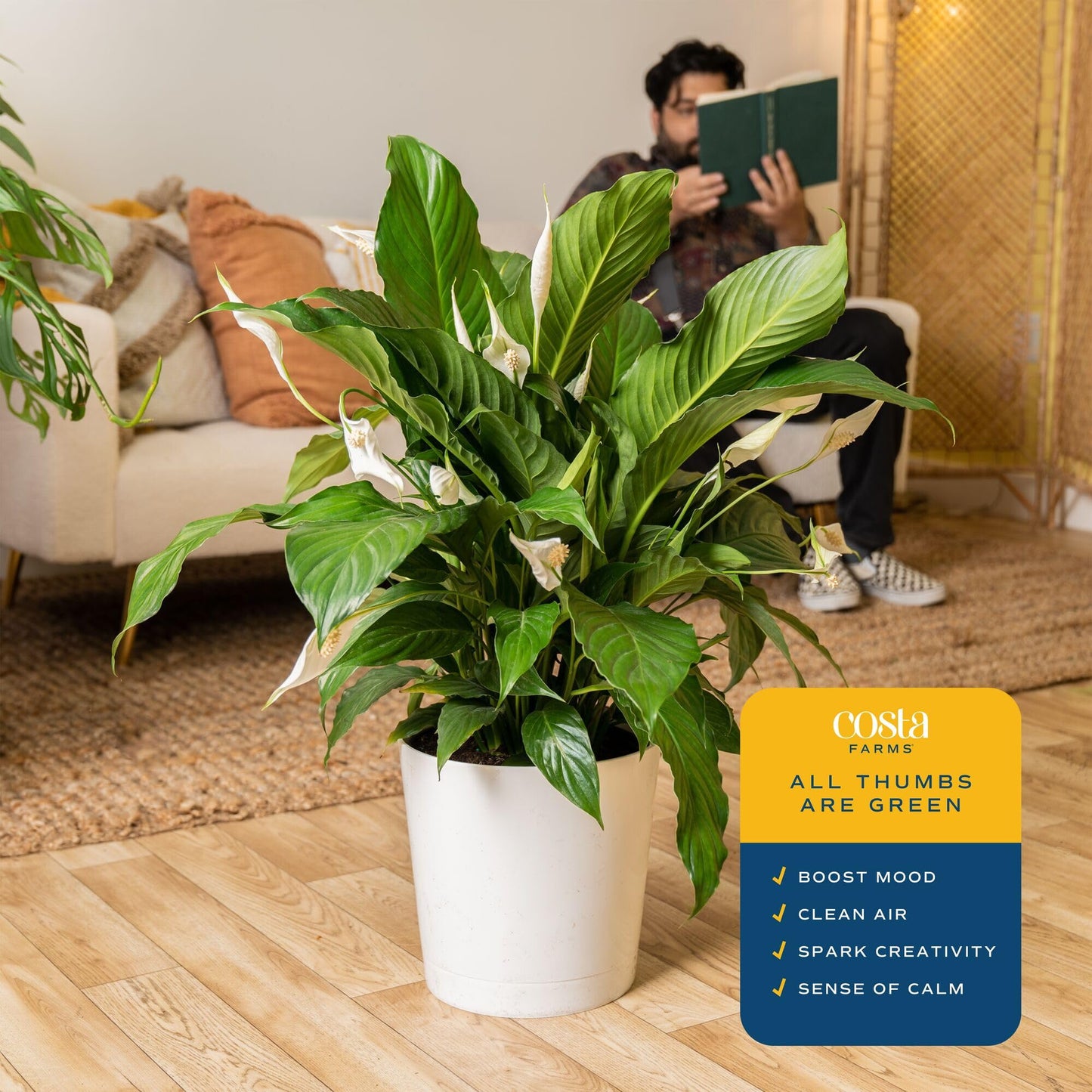 Costa Farms Peace Lily Live Plant in Decorative Pot, Air Purifying Flowering Large Indoor Houseplant, Perfect for Home, Room, or Office Decor, Great House Warming or Birthday Gift, 2-3 Feet Tall