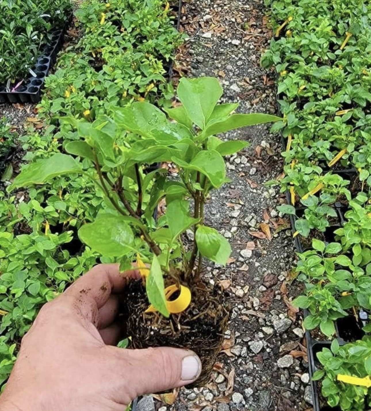 Primrose Yellow French Lilac (Syringa) Live Plant – Rare Yellow Lilac Shrub – Fragrant Spring Flowers – Cold Hardy Ornamental Bush – Starter Plant