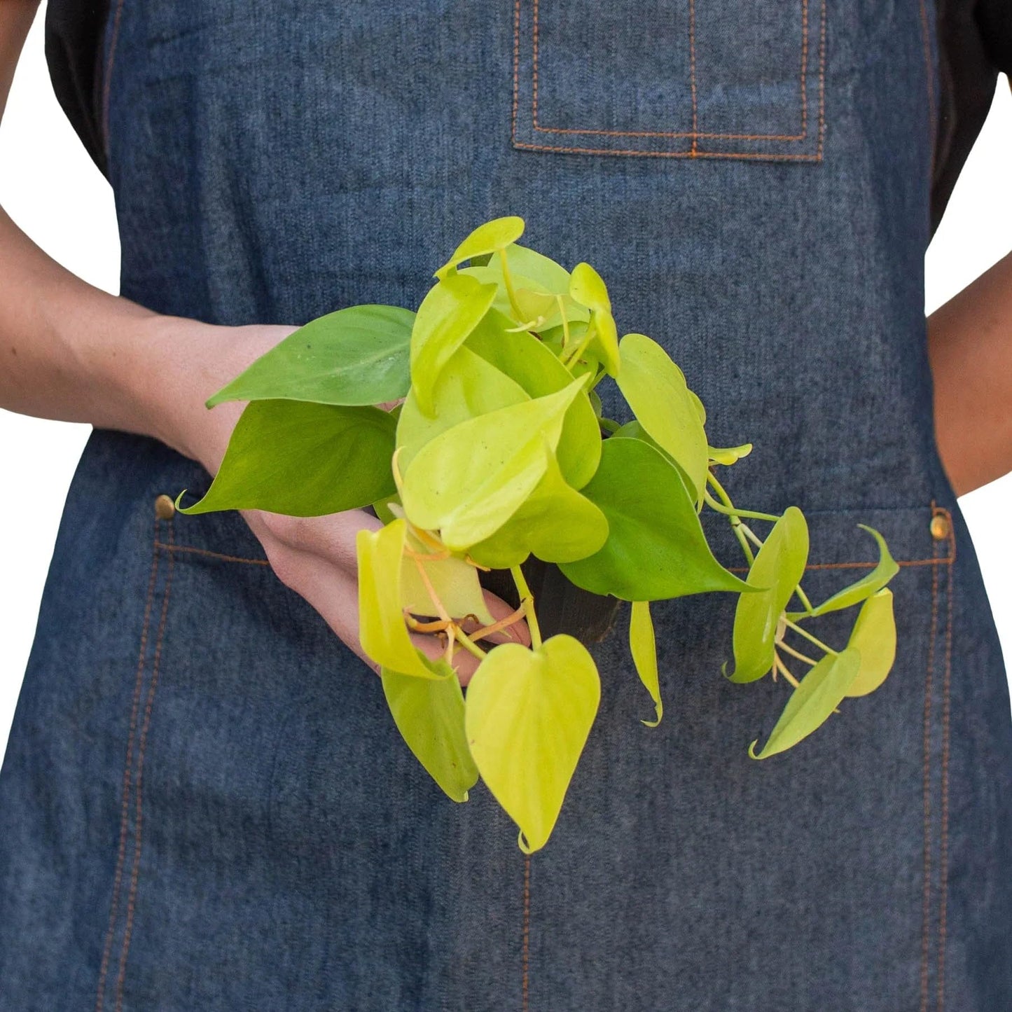 Philodendron Cordatum Neon | Live Plant for Indoor & Outdoor | for Living Room, Office, Bathroom | (4" Pot)