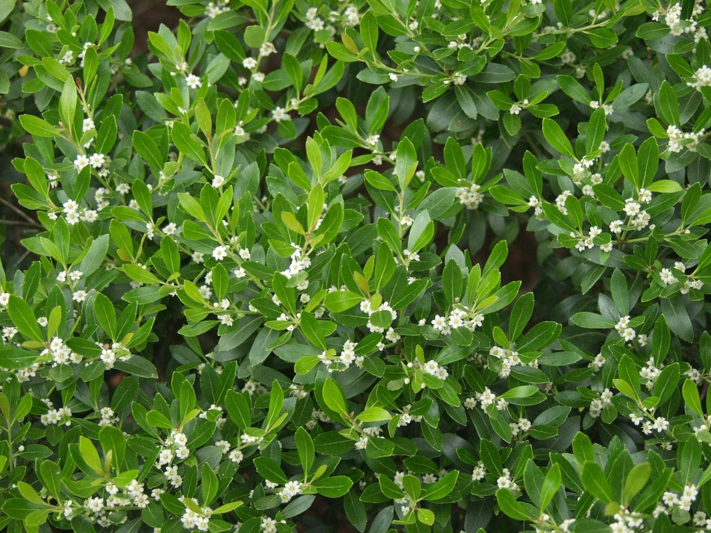 Inkberry Holly Shrub | Ilex Glabra | 3 Live Plants | Cold Hardy | Excellent Border Shrub & Foundation Hedge