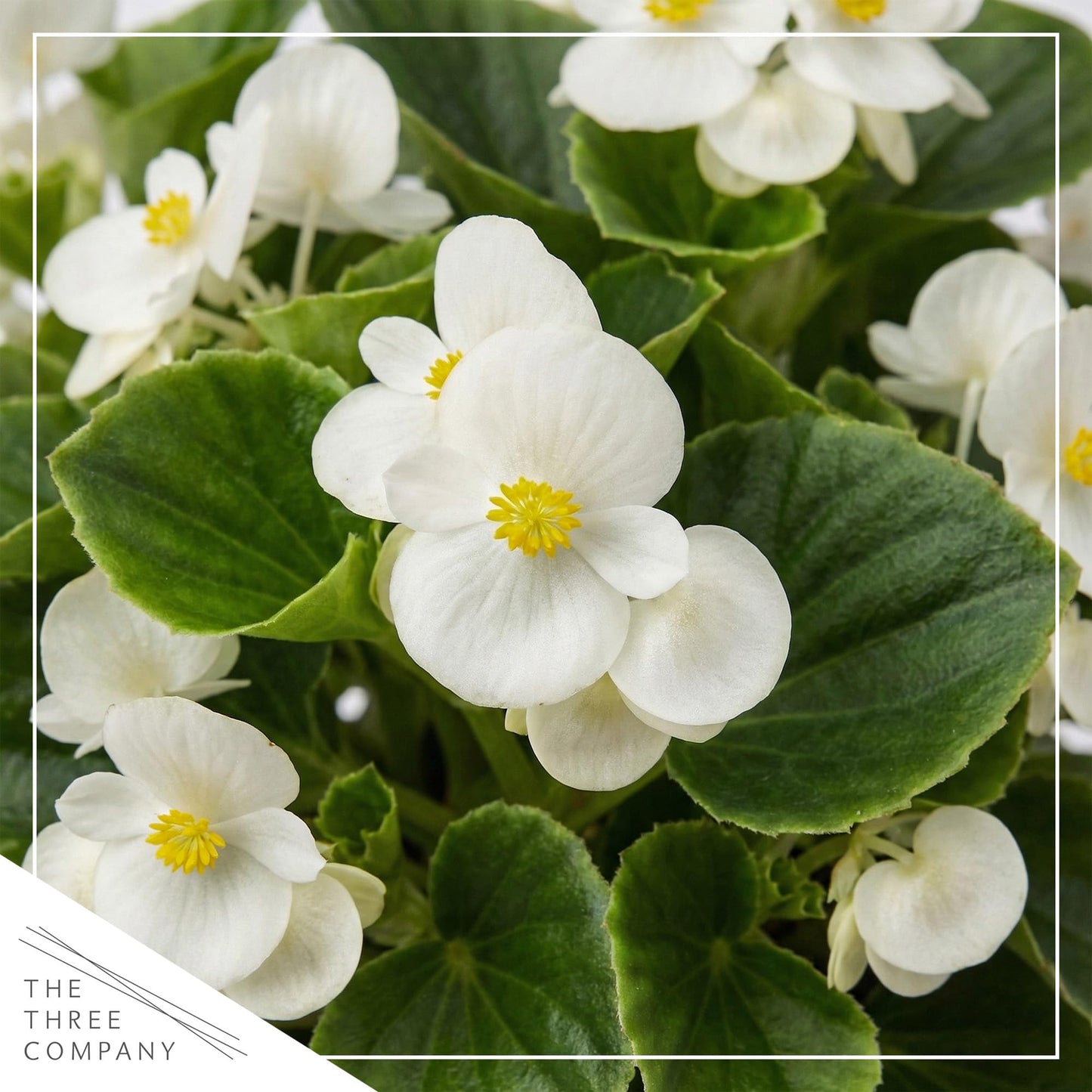 Live Begonia - Green Leaf Ambassador White (4 Per Pack), Beautiful Shade Annual, Ships 8" Tall by 4" Wide in 1 Pt Pot