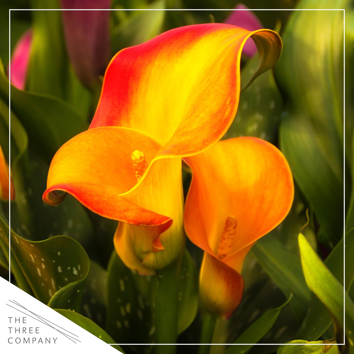 Live Flowering Calla Lily (2 Plants Per Pack) - Orange, 3+ Blooms - Beautiful Spring Perennial - 12" Tall by 5" Wide in 1 Qt Pot