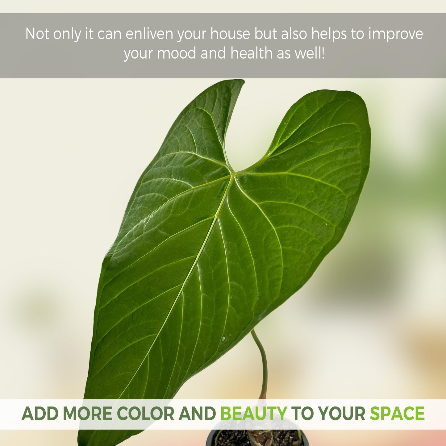 LEAL PLANTS ECUADOR Anthurium Regale AFF - Live Tropical Houseplant for Air Purification| Heart Leaf Plant | Rare Anthurium x Luxurians | Perfect for Home Decor, Unique Gift for Plant Lover