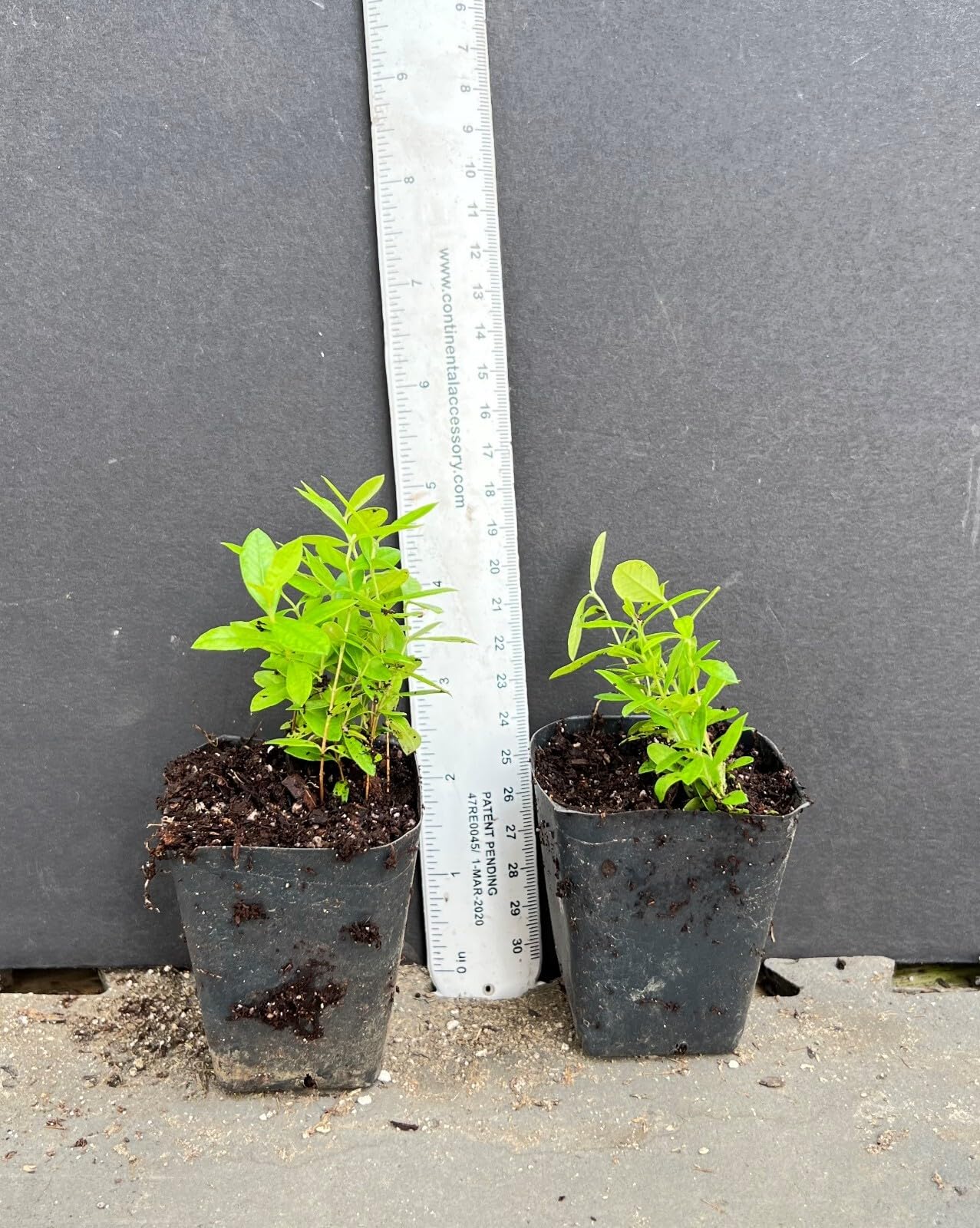 Live Plant - Pineapple Guava Feijoa Sellowiana Well Rooted Starter Plant Grow Sweet Fruit