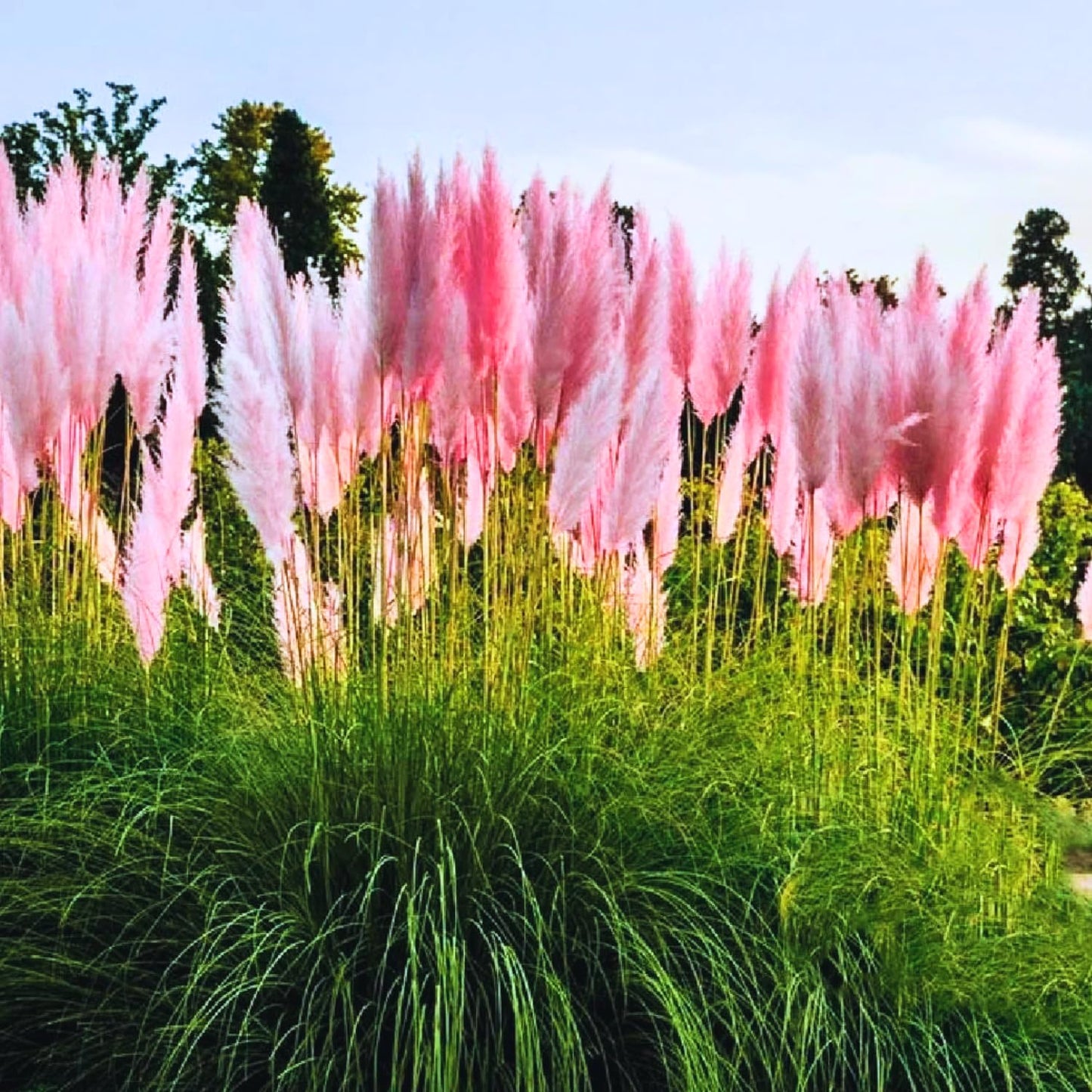 2 Pink Pampas Grass Plants Live, Tall Ornamental Perennial Grass for Landscaping, 5-9 Inch Height Well Rooted