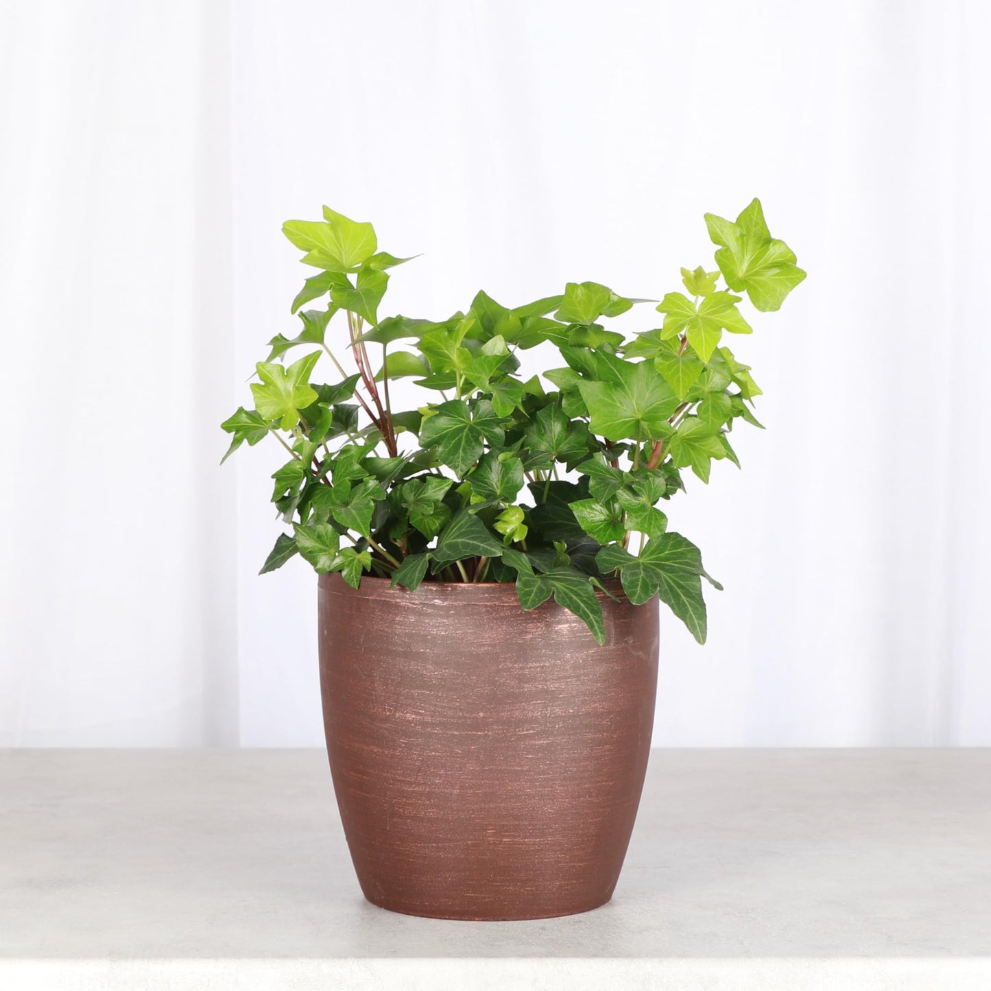 Thorsen's Greenhouse Live Green English Ivy Plant, Hedera Helix, Natural Air Purifier, Easy to Grow, Live Indoor Houseplant, 4" Diameter Pot (Copper)