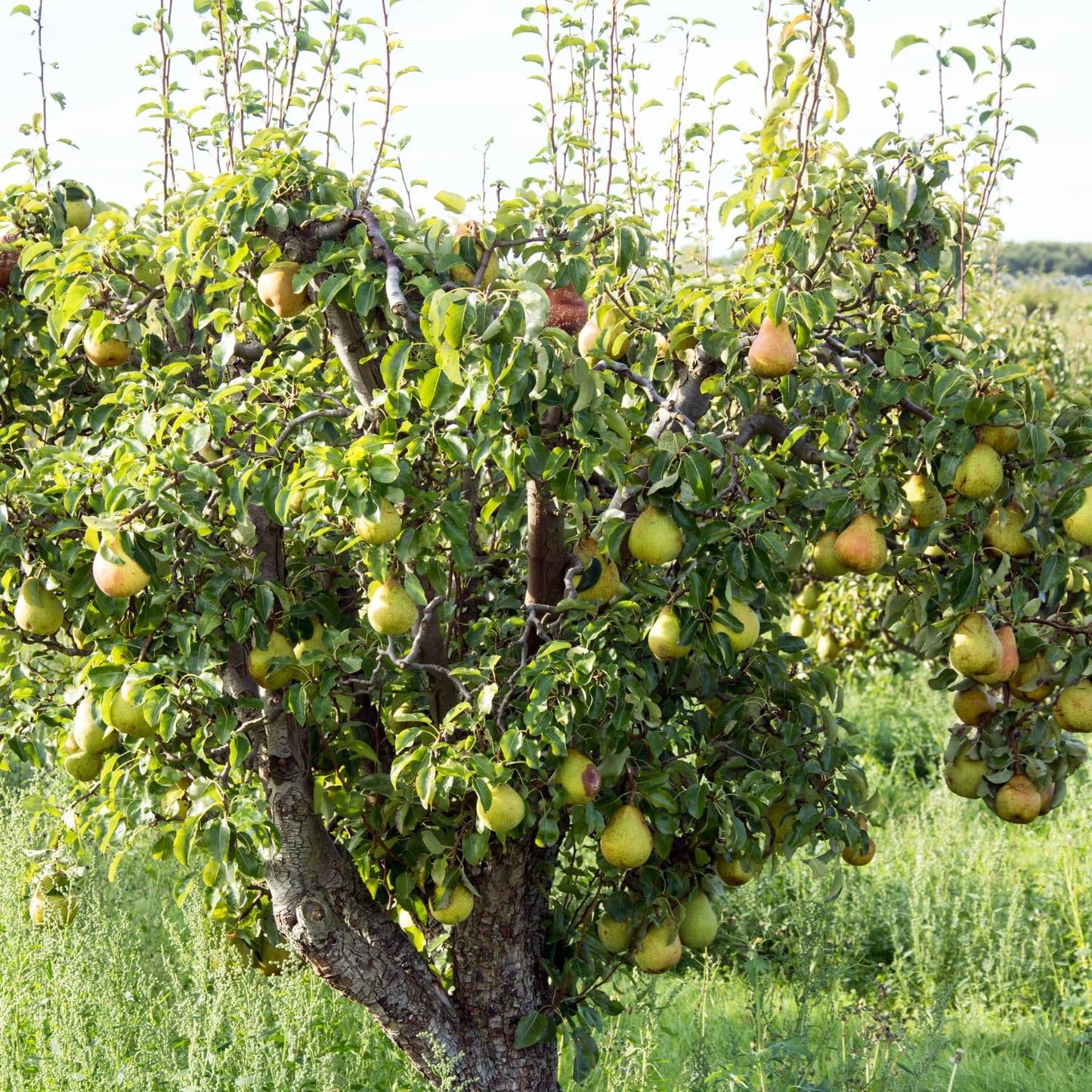 9 Months Old Pear Tree Live Plant for Spring Planting, Pineapple Pears 8-10 Inches in Tall, No Pot, Dormant in Winter, No Leaf, Cold Hardy Pear Home Orchard Yard