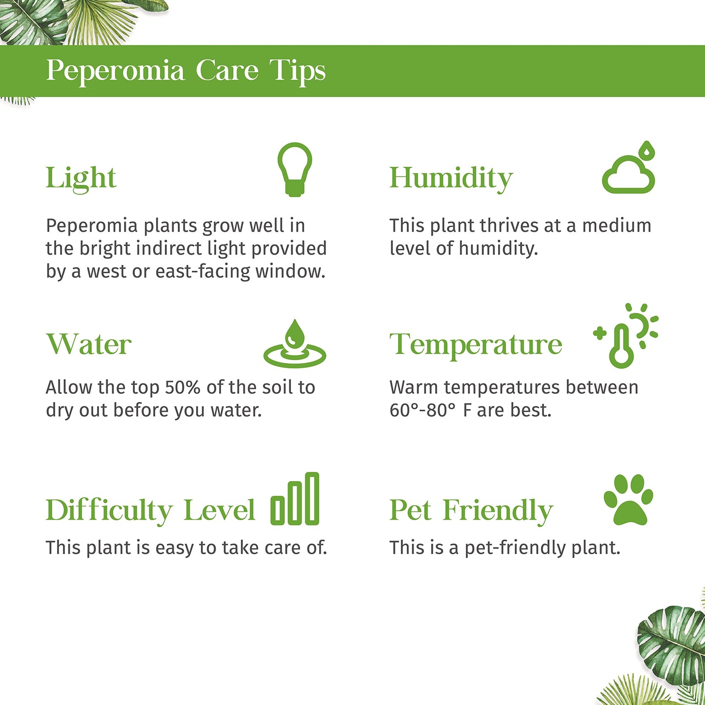 Peperomia Watermelon Live Plant for Indoor | Different Houseplants in 4'' & 6'' Pot | Real House Plant for Living Room, Office, Desk & Bathroom | Begonia | Peperomia argyreia
