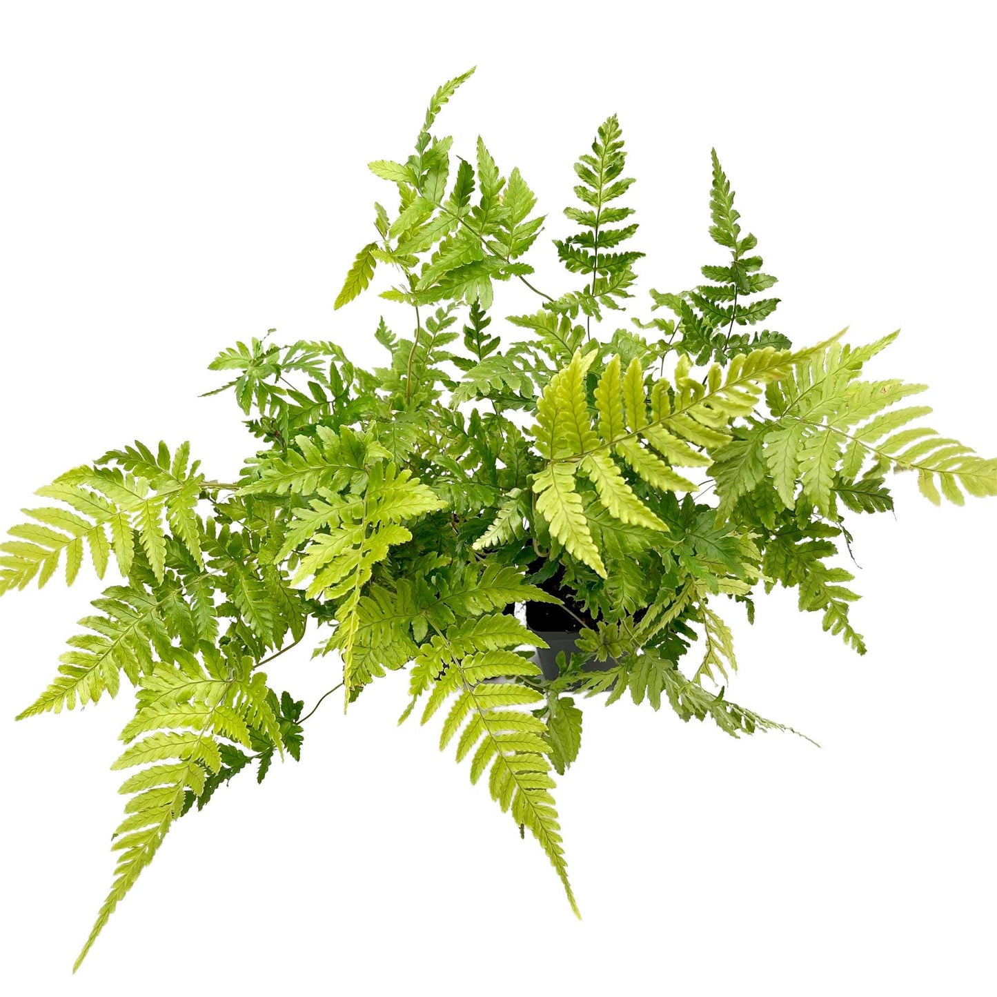 2 Autumn Fern – Evergreen Perennial Shade Fern with Arching Coppery Fronds for Woodland Shade Borders & Containers (Dryopteris erythrosora ‘Autumn’) in 3.5” Cubes, Live Plants