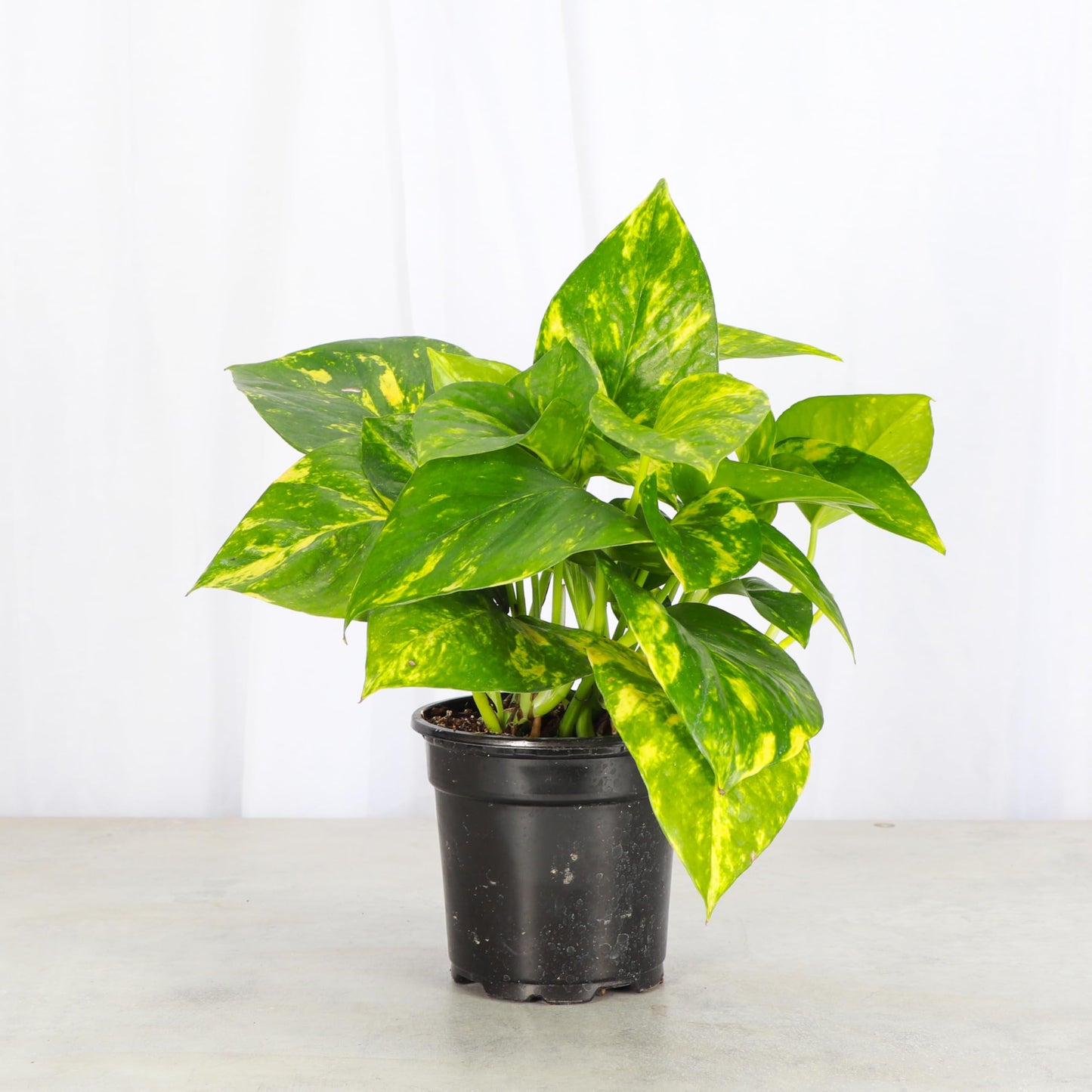 Thorsen's Greenhouse Golden Pothos, Live Indoor Vining Plant, Easy to Grow, Variegated Houseplant, Natural Air Purifier (Nursery Pot, 4-inch Pot)